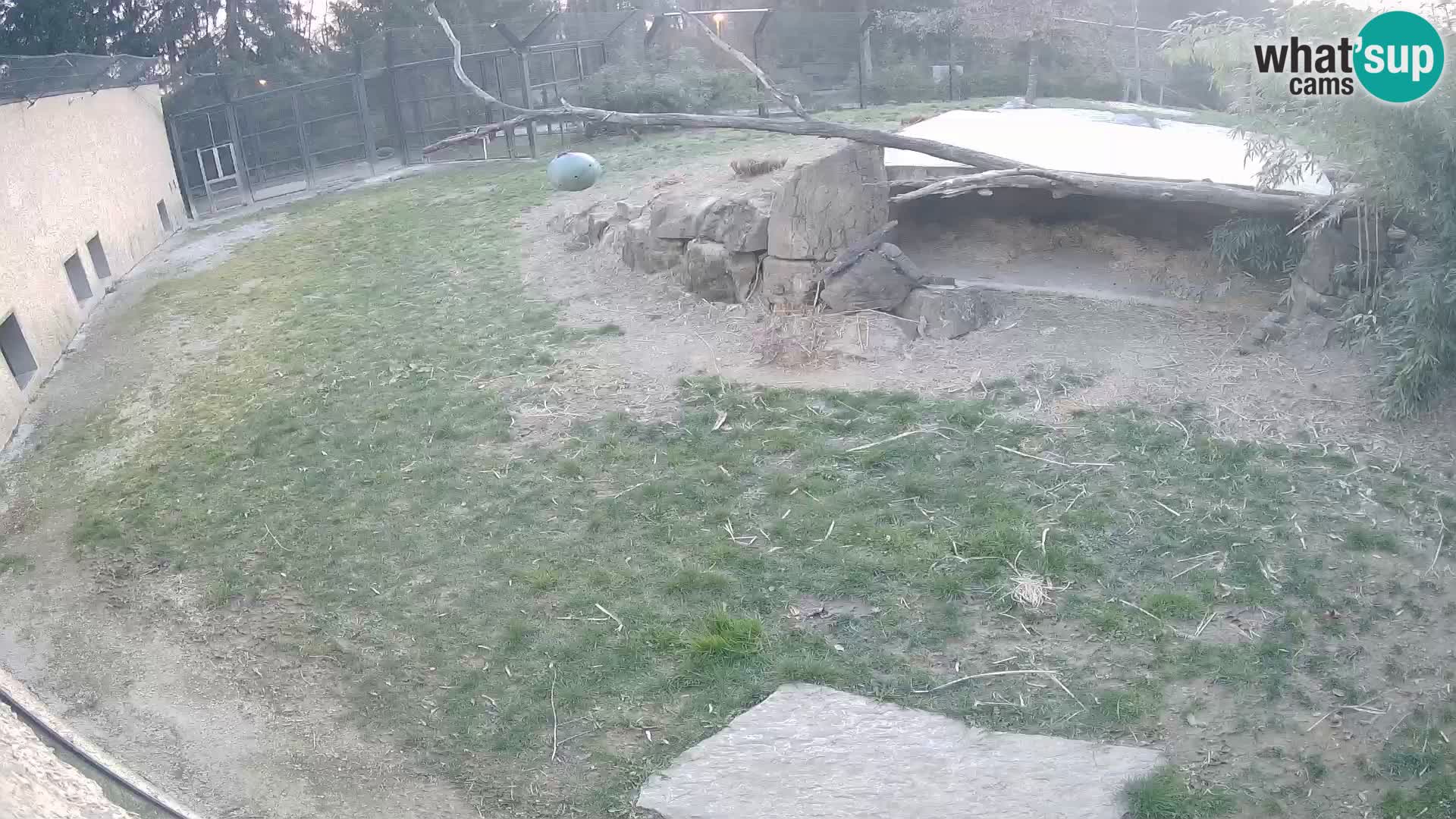 Löwe live Webcam im Zoo von Ljubljana – Slowenien