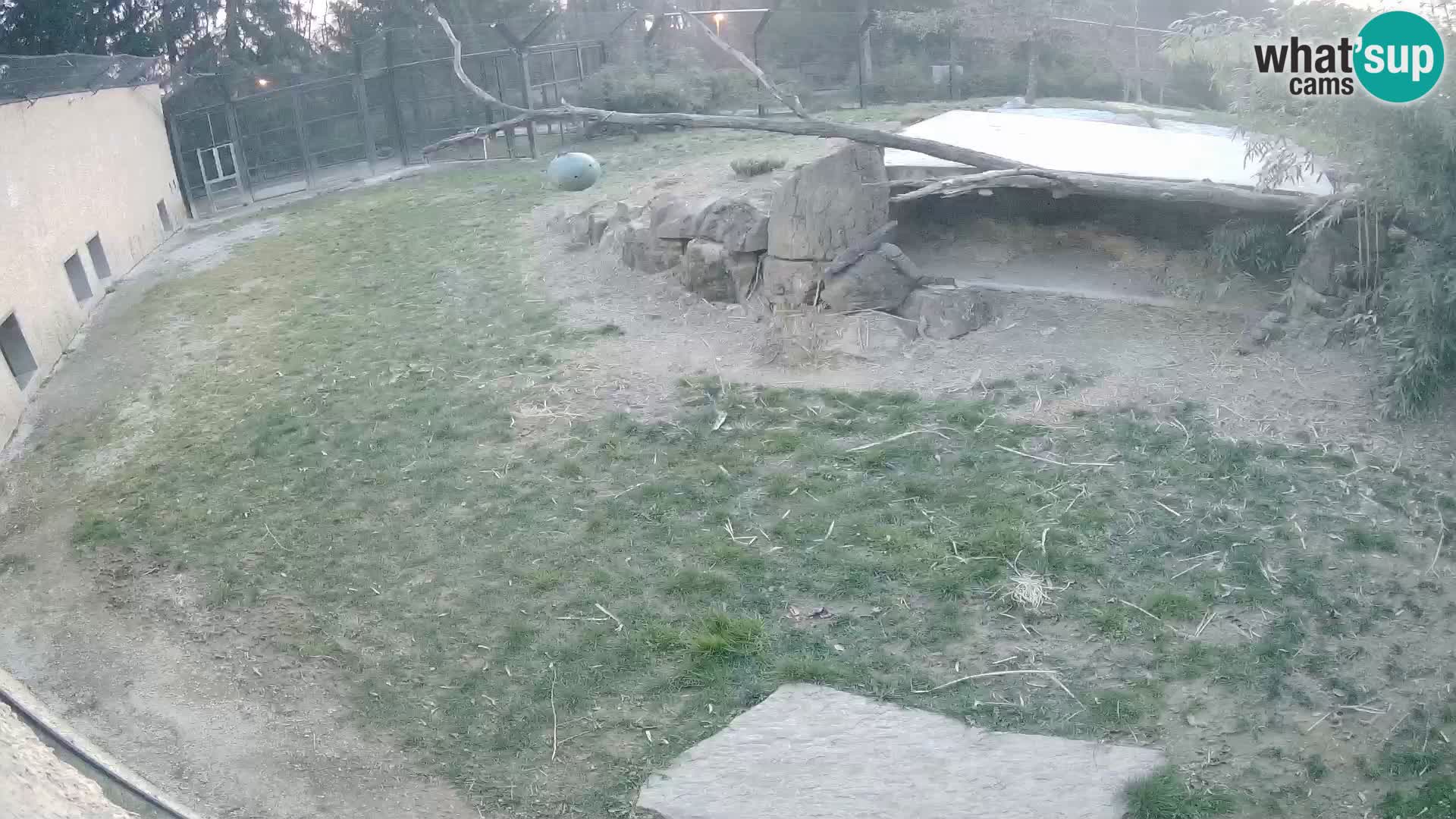 LEONE live Webcam nello zoo di Lubiana – Slovenia