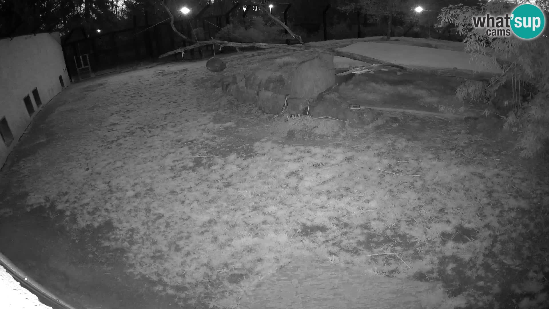 LEON Webcam en vivo en Ljubljana Zoo – Eslovenia