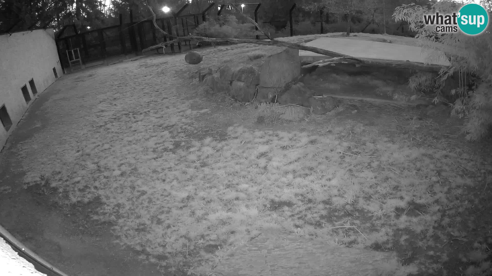 LEONE live Webcam nello zoo di Lubiana – Slovenia