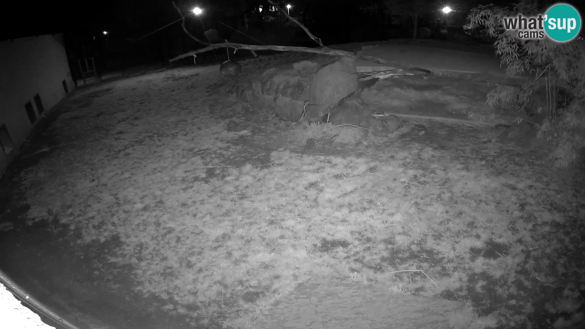 LEONE live Webcam nello zoo di Lubiana – Slovenia