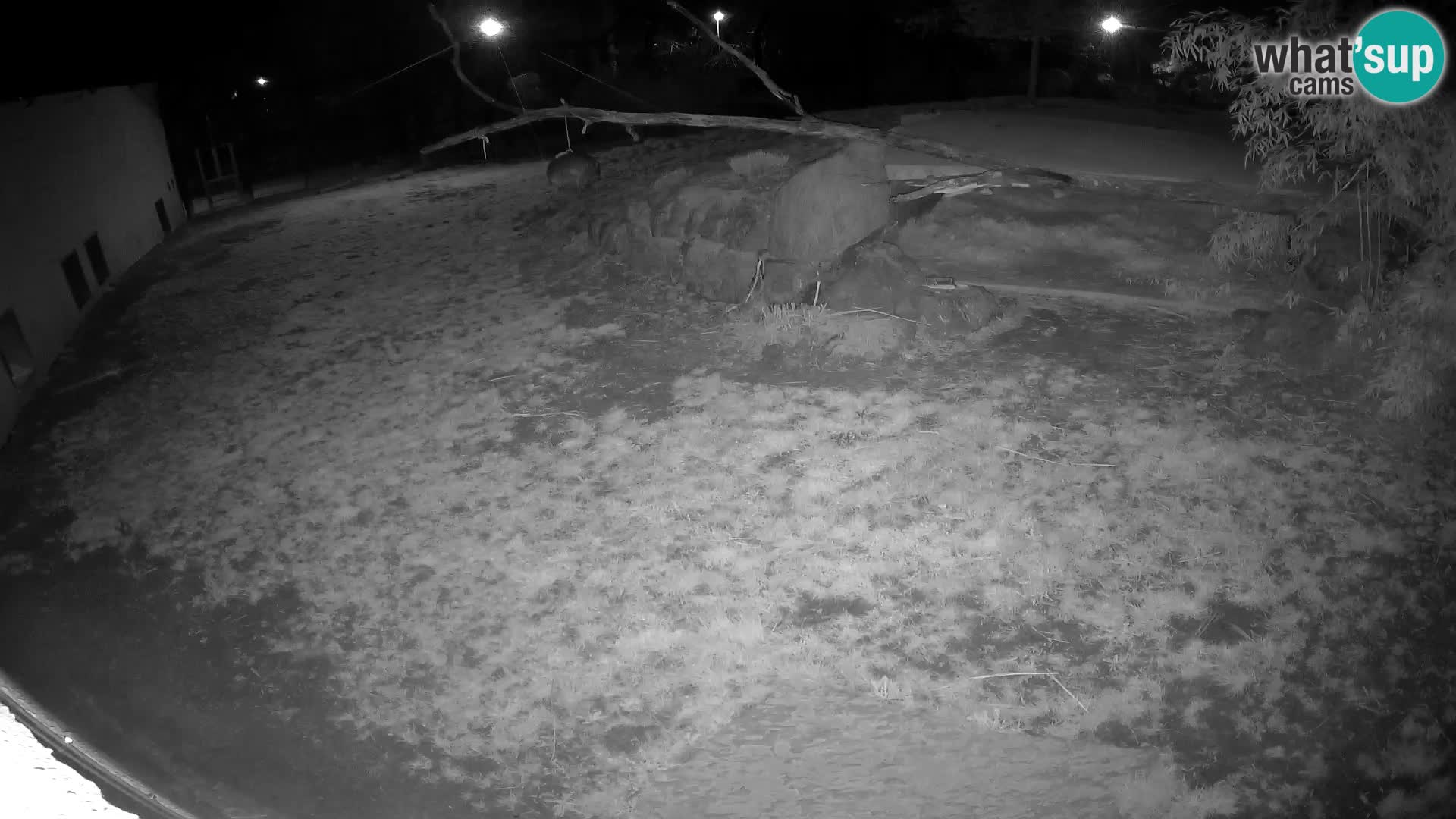 LION live Webcam in Ljubljana Zoo – Slovenia