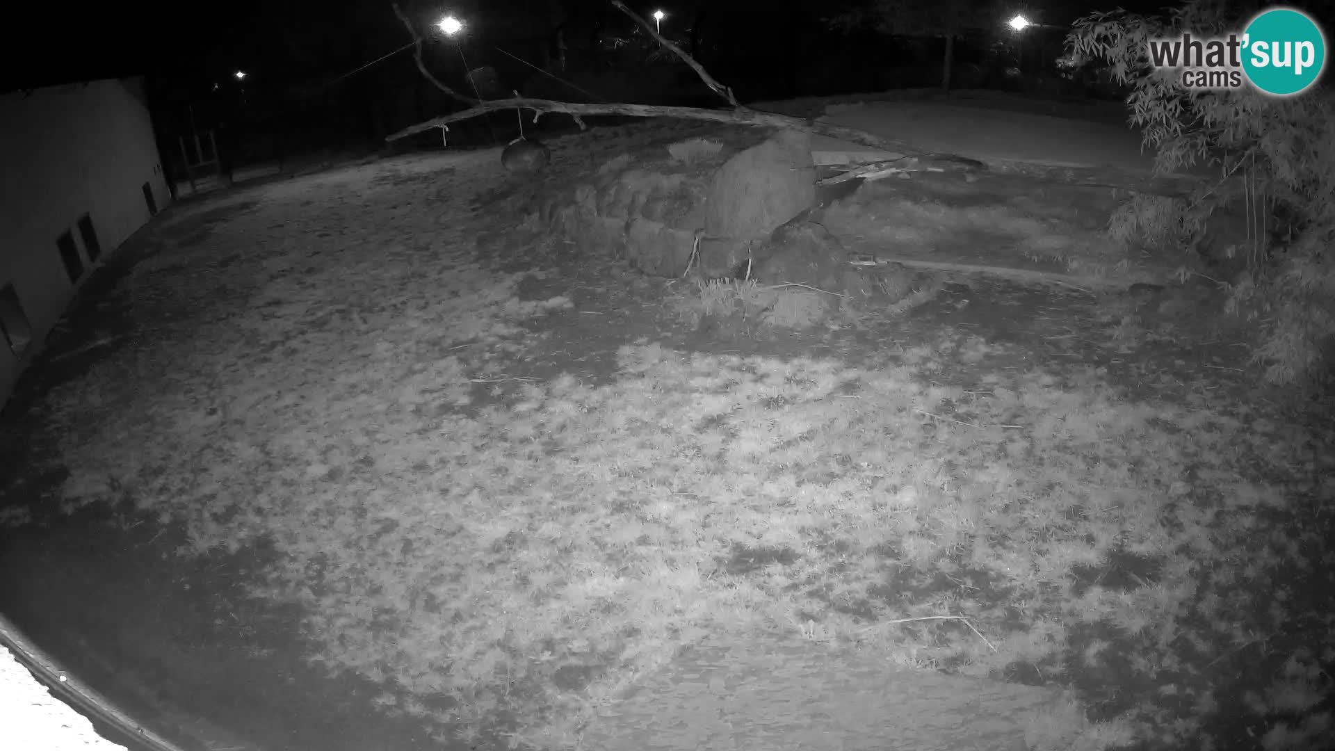 LION webcam en direct du zoo de Ljubljana – Slovénie