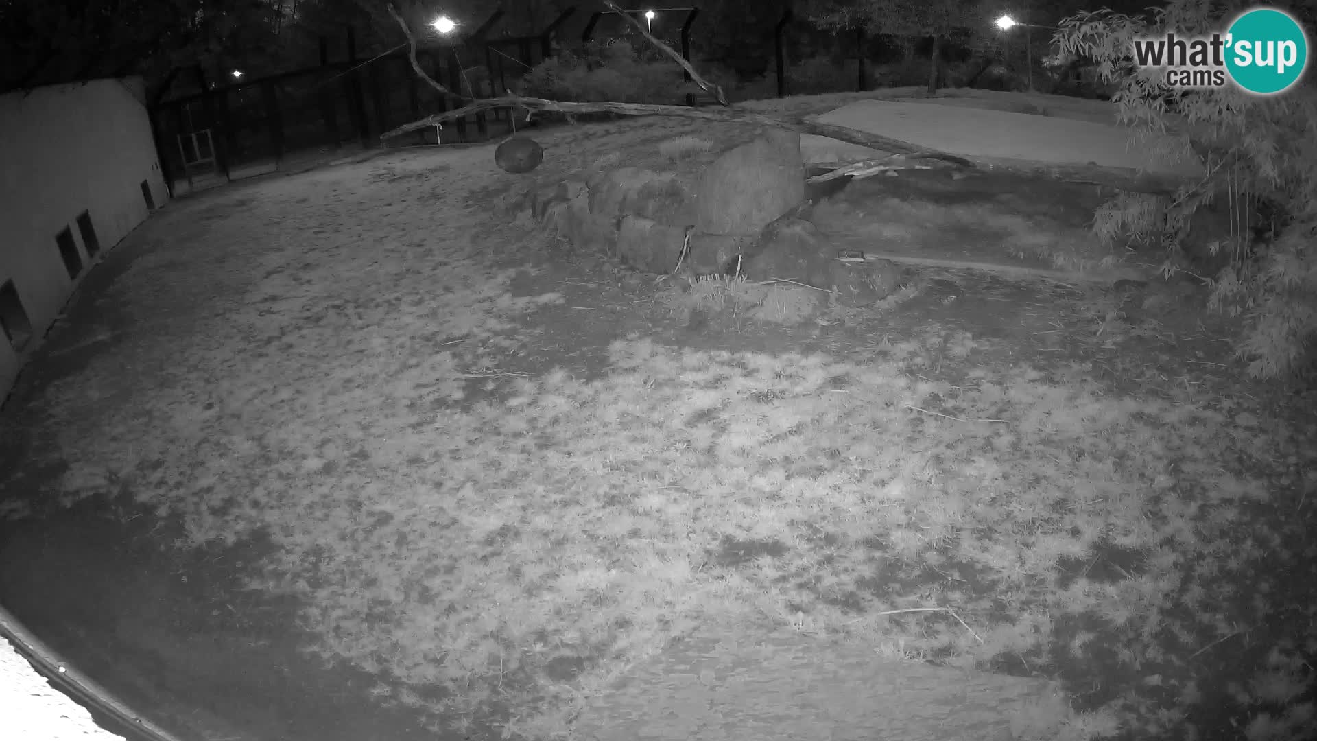 LEON Webcam en vivo en Ljubljana Zoo – Eslovenia