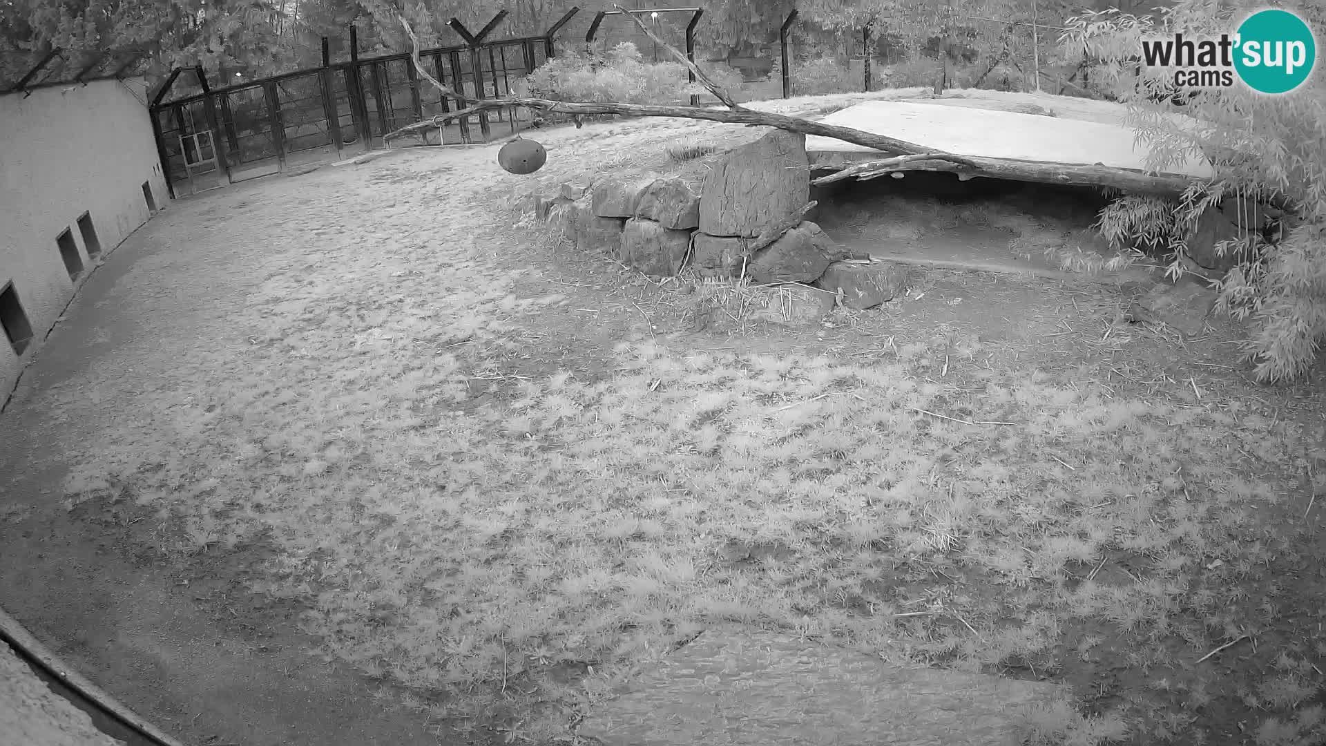 LEONE live Webcam nello zoo di Lubiana – Slovenia