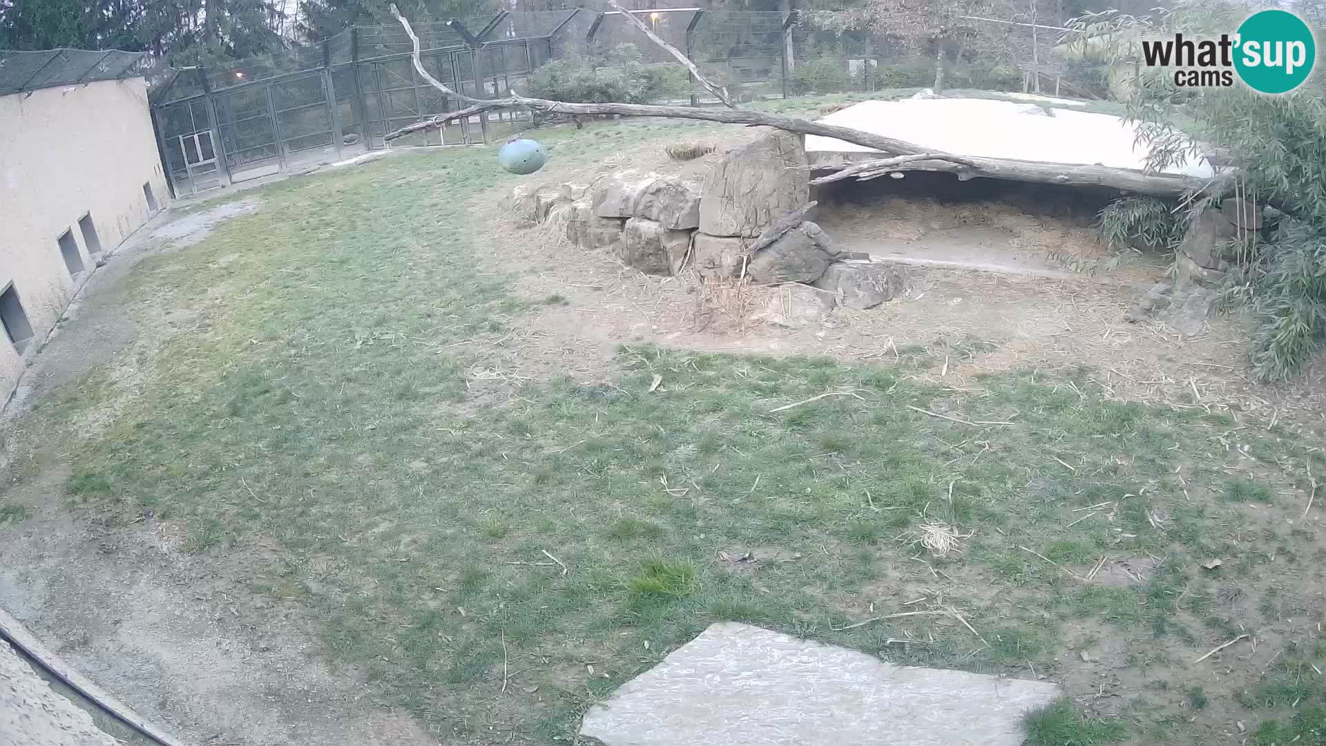 LION live Webcam in Ljubljana Zoo – Slovenia