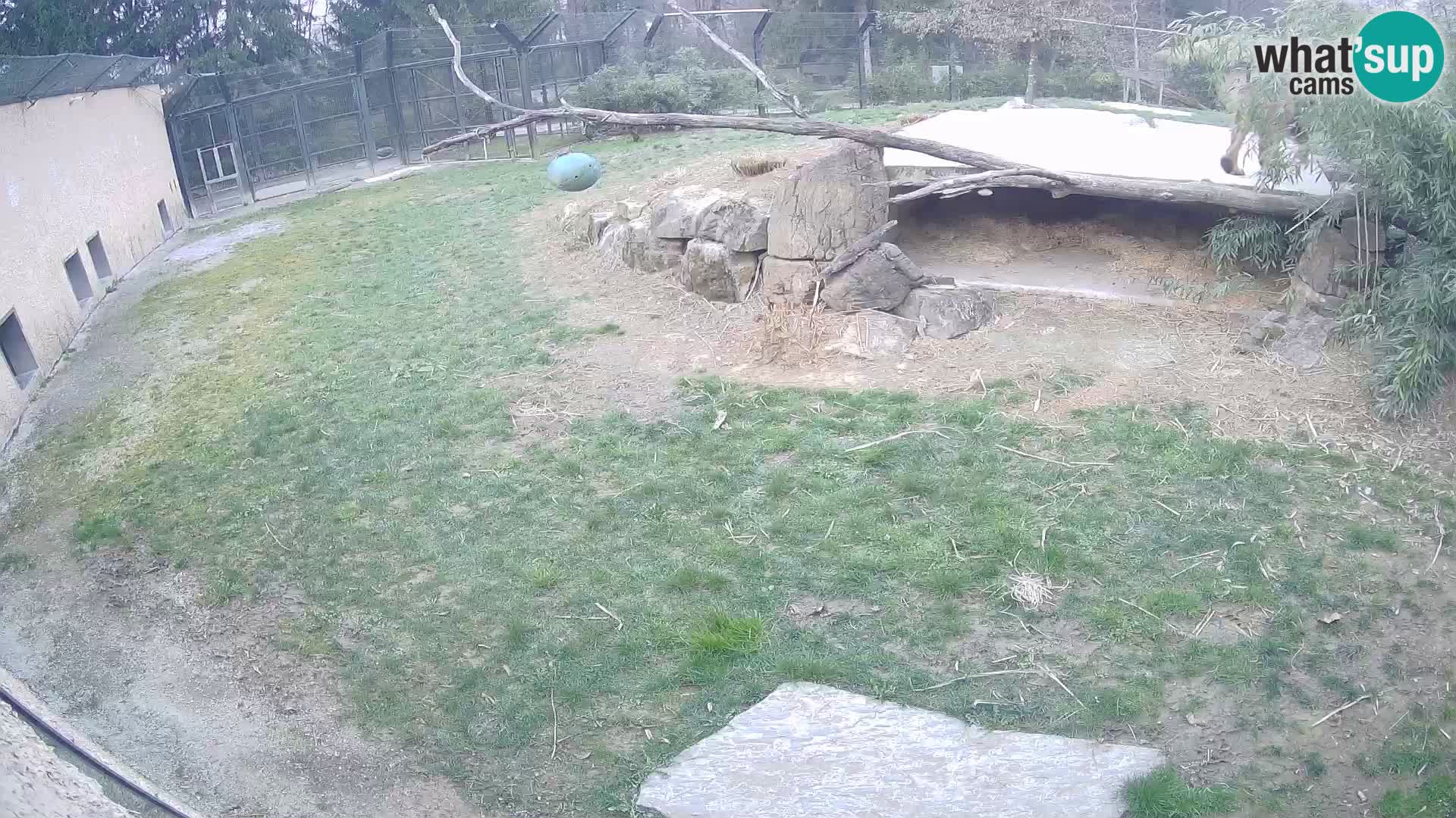 LEON Webcam en vivo en Ljubljana Zoo – Eslovenia