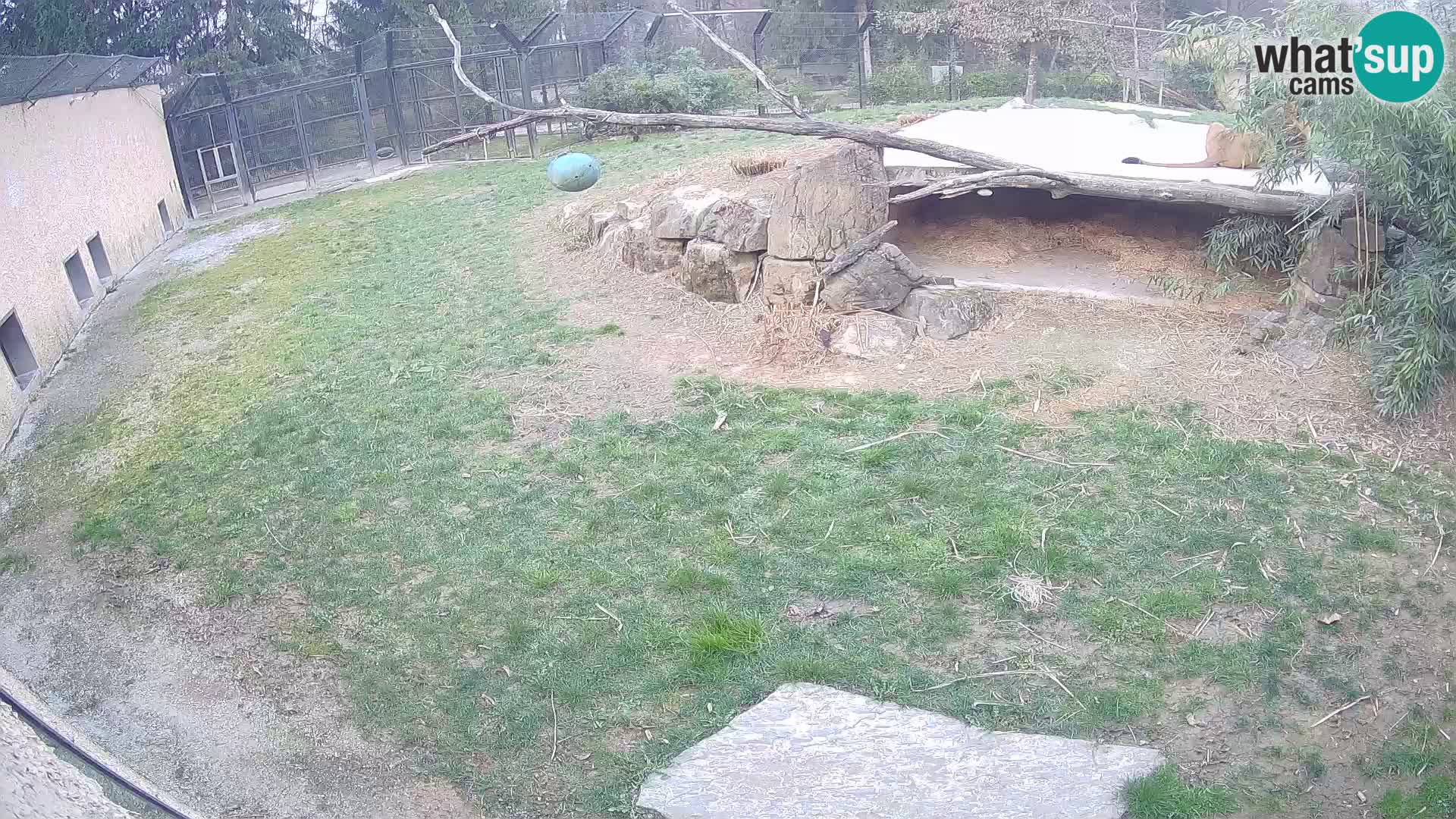 Löwe live Webcam im Zoo von Ljubljana – Slowenien