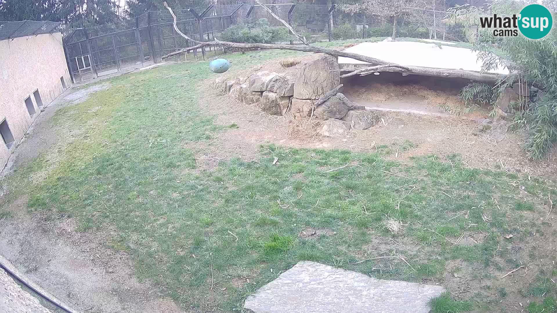 LEONE live Webcam nello zoo di Lubiana – Slovenia