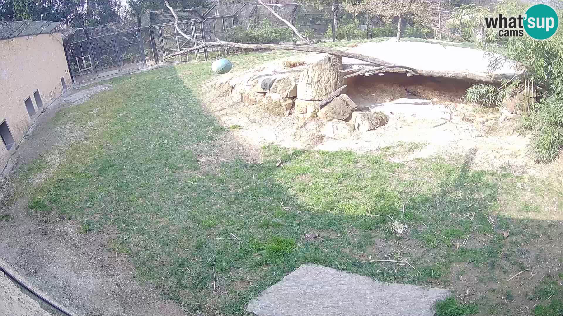 LEON Webcam en vivo en Ljubljana Zoo – Eslovenia