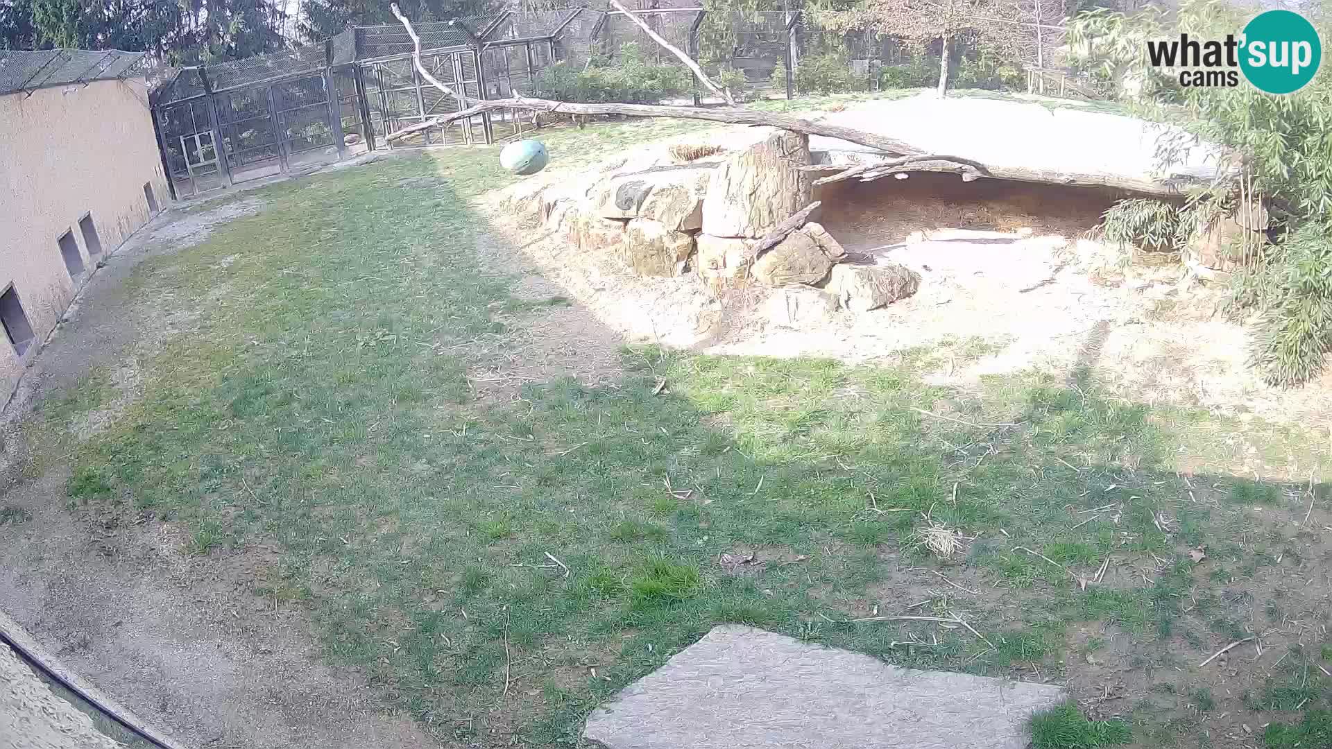 LION live Webcam in Ljubljana Zoo – Slovenia