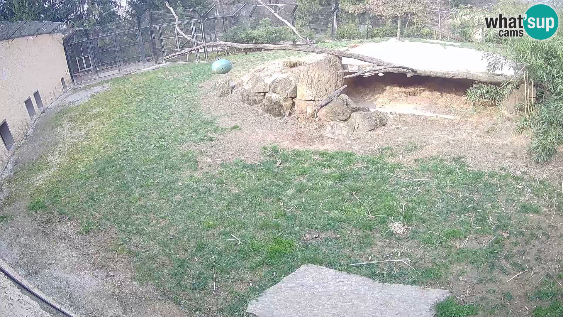 LION live Webcam in Ljubljana Zoo – Slovenia