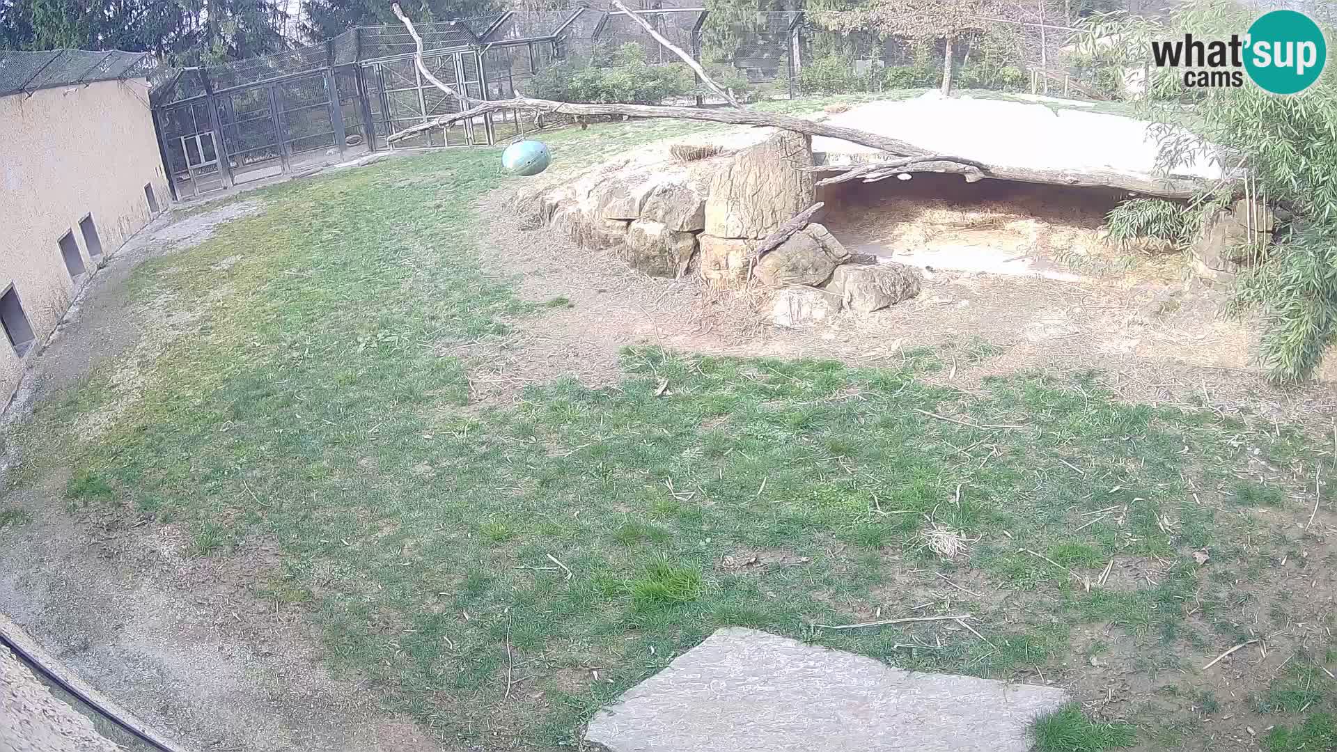 Lavovi web kamera uživo u ljubljanskom zoološkom vrtu – Slovenija