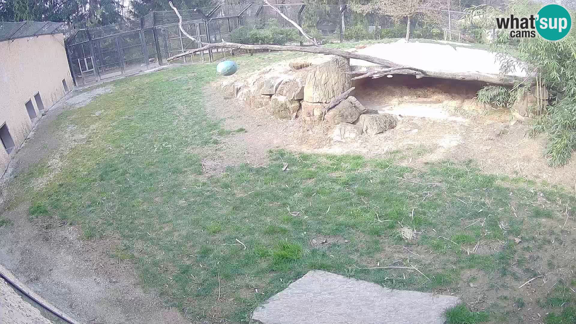 LION live Webcam in Ljubljana Zoo – Slovenia