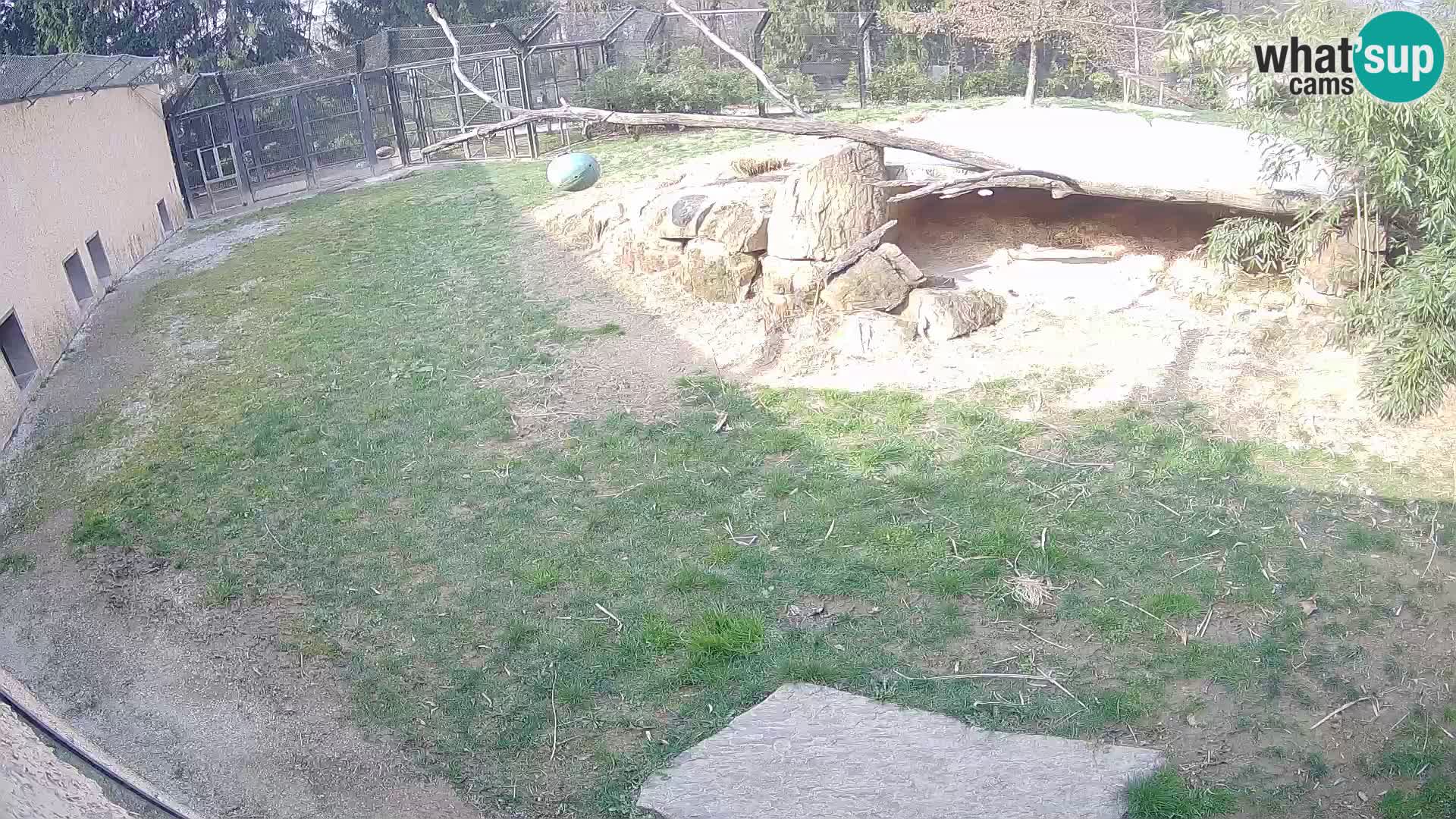 LION live Webcam in Ljubljana Zoo – Slovenia