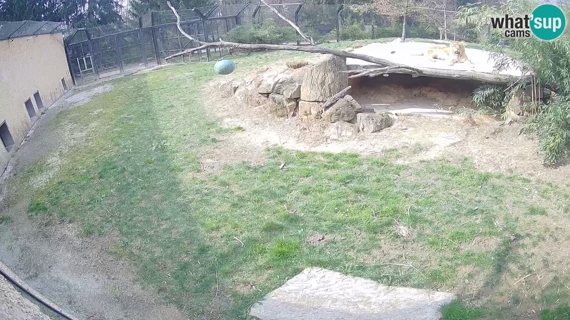 Lavovi web kamera uživo u ljubljanskom zoološkom vrtu – Slovenija