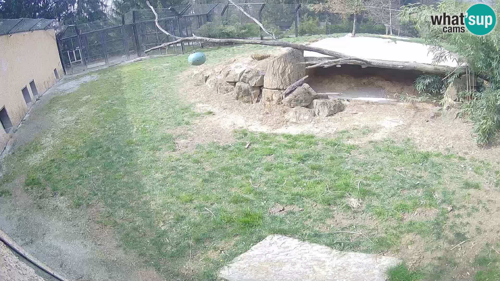 LION live Webcam in Ljubljana Zoo – Slovenia