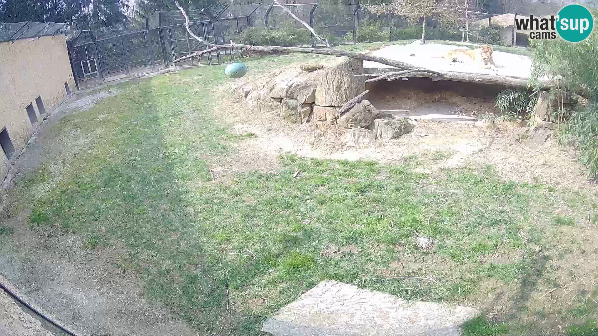LEON Webcam en vivo en Ljubljana Zoo – Eslovenia