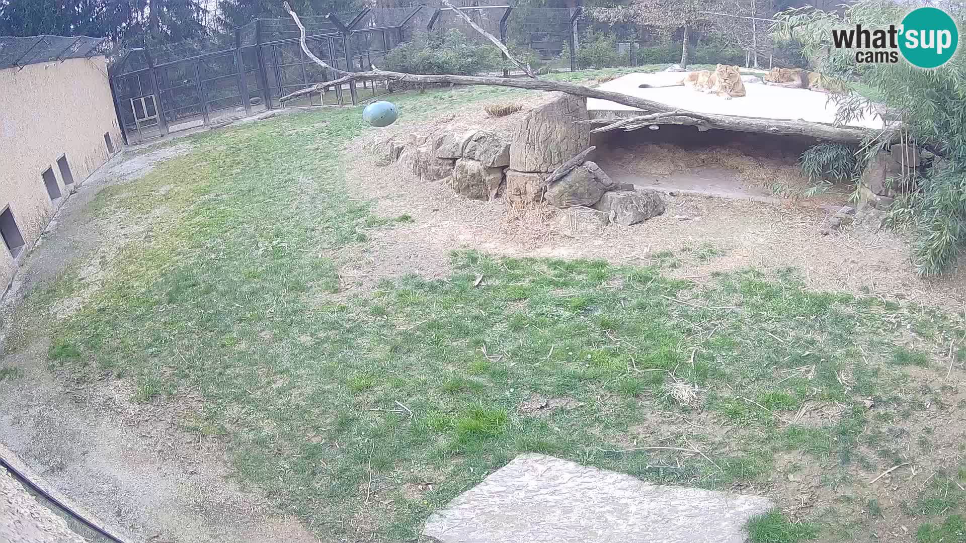 LEONE live Webcam nello zoo di Lubiana – Slovenia