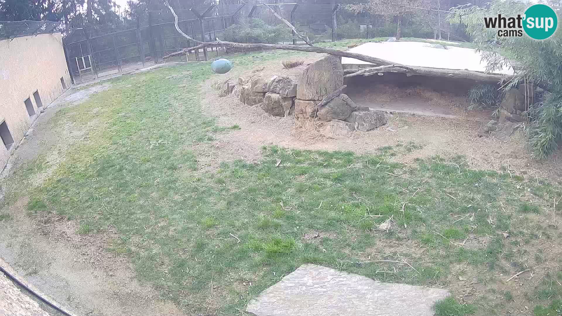 LION live Webcam in Ljubljana Zoo – Slovenia