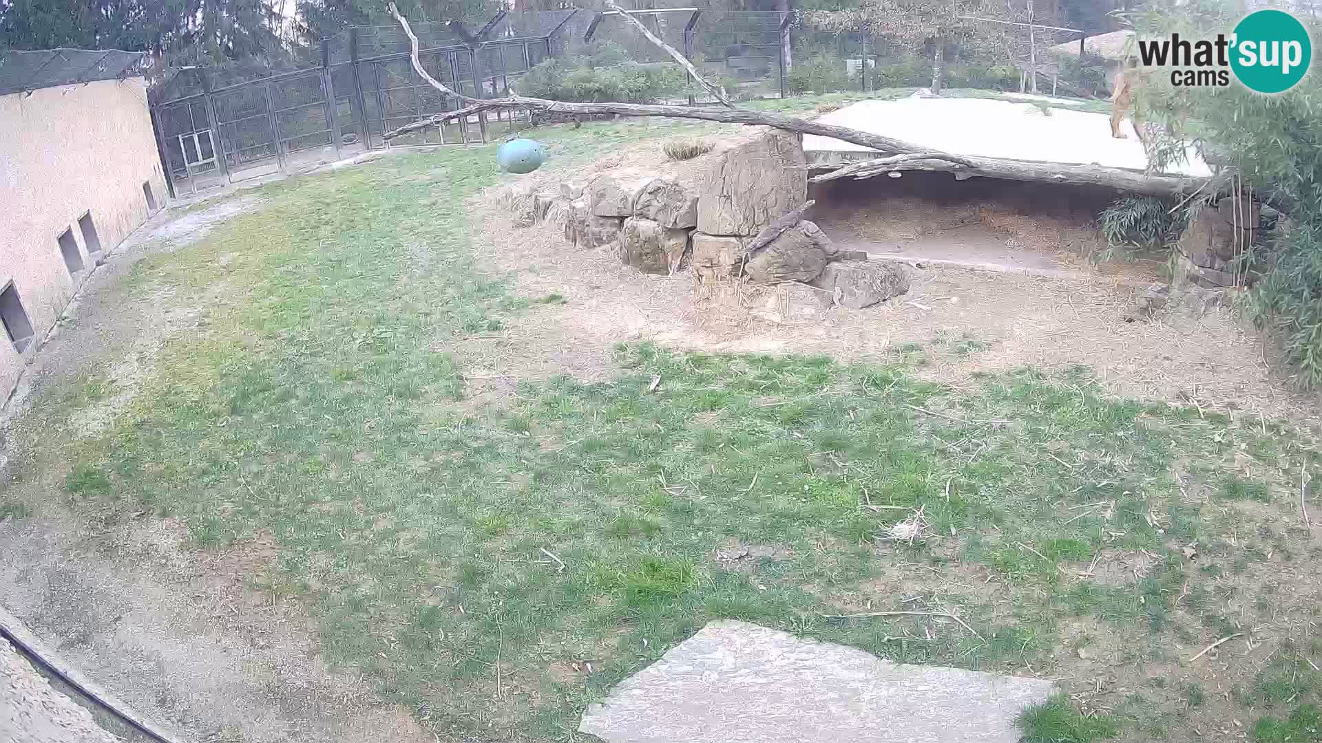 LEONE live Webcam nello zoo di Lubiana – Slovenia