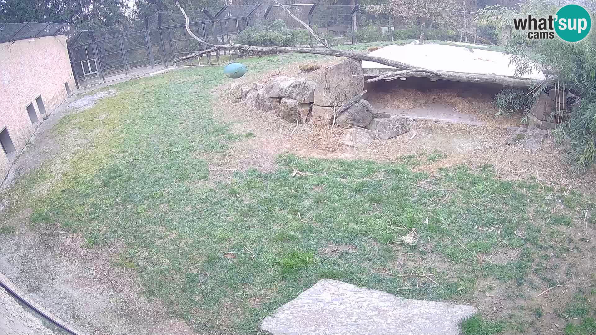 LEVI spletna kamera v živalskem vrtu Ljubljana Zoo
