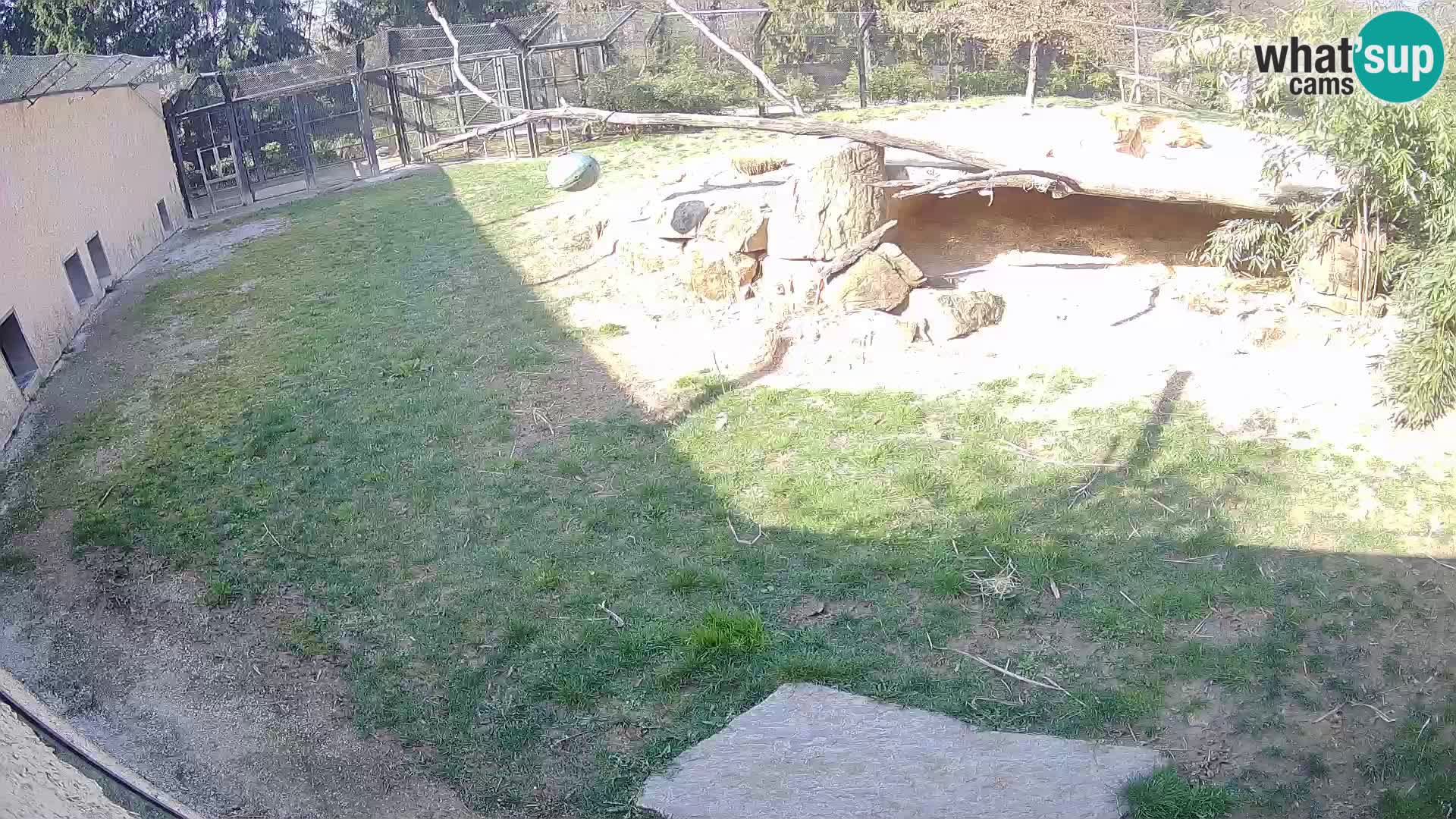 LION live Webcam in Ljubljana Zoo – Slovenia