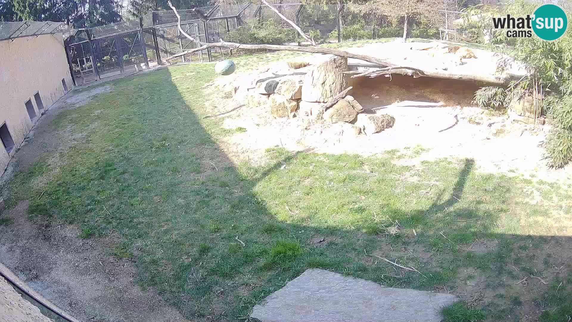 LION live Webcam in Ljubljana Zoo – Slovenia