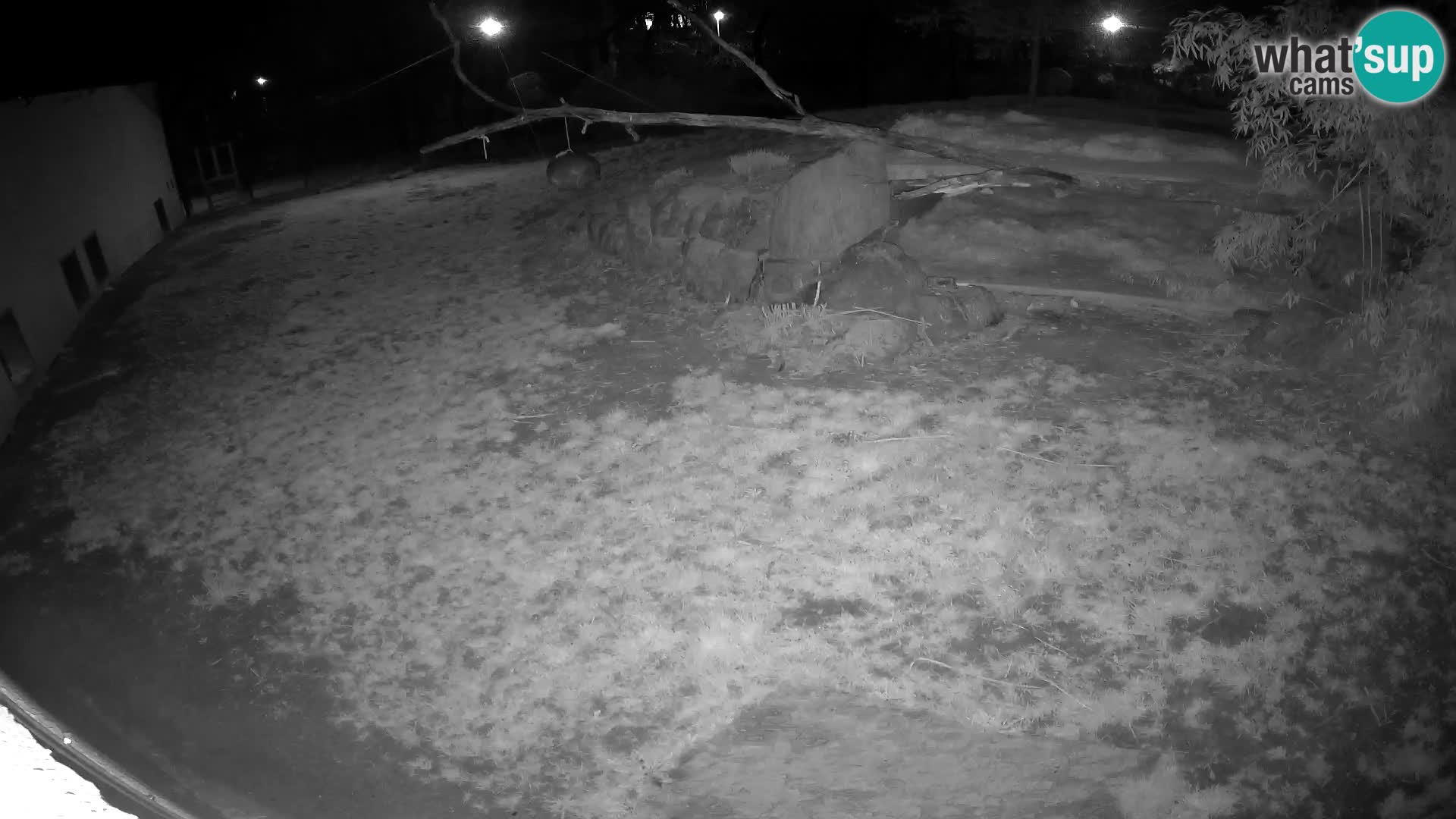 LION live Webcam in Ljubljana Zoo – Slovenia