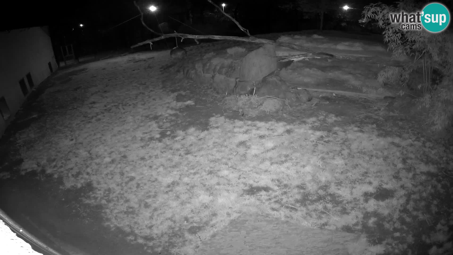 LION live Webcam in Ljubljana Zoo – Slovenia