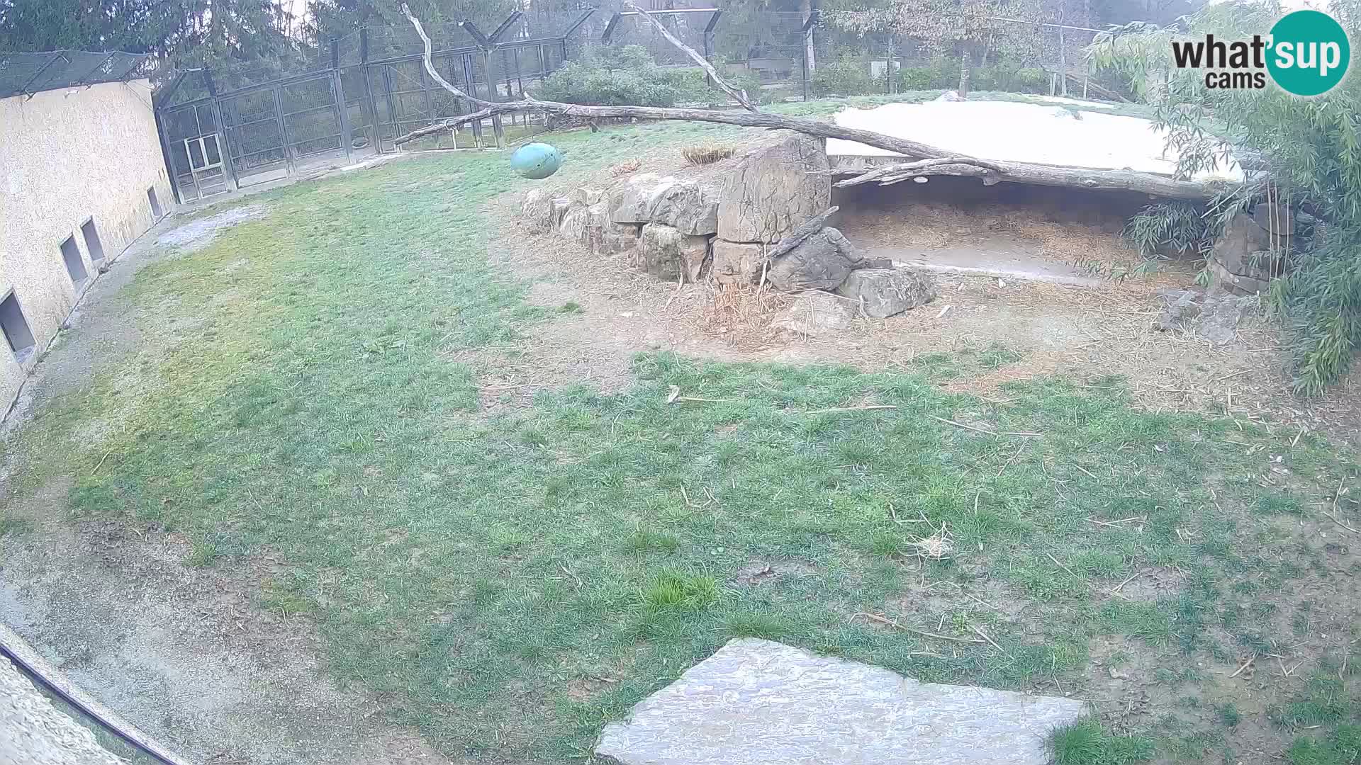 LION live Webcam in Ljubljana Zoo – Slovenia