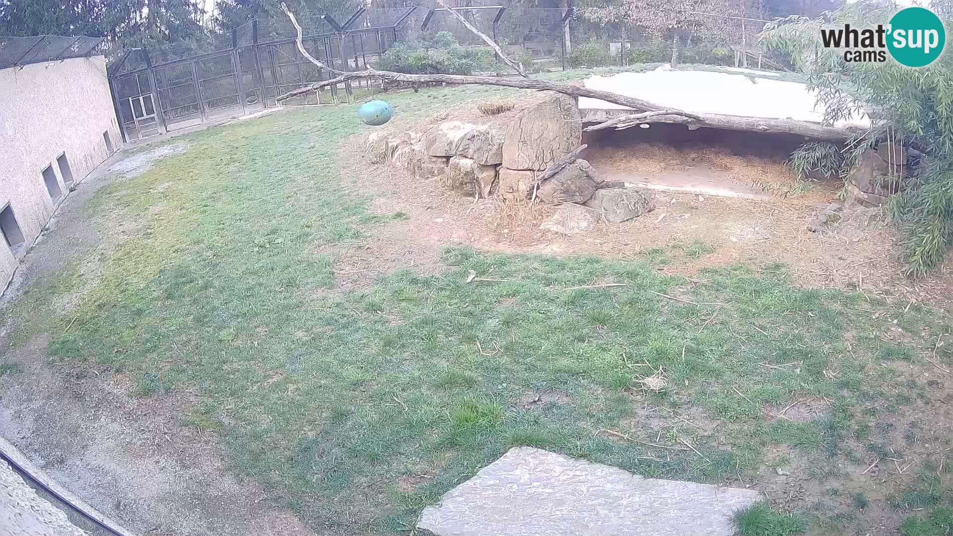 Löwe live Webcam im Zoo von Ljubljana – Slowenien
