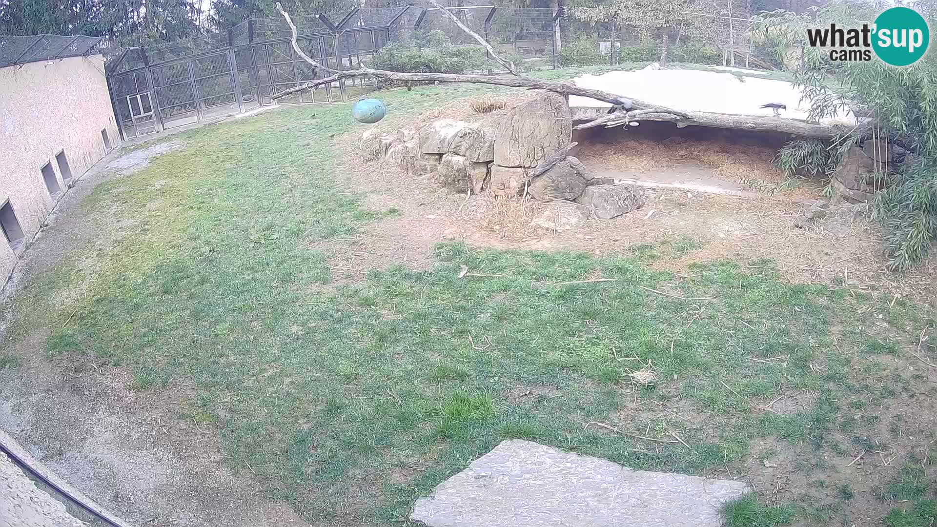 LION webcam en direct du zoo de Ljubljana – Slovénie