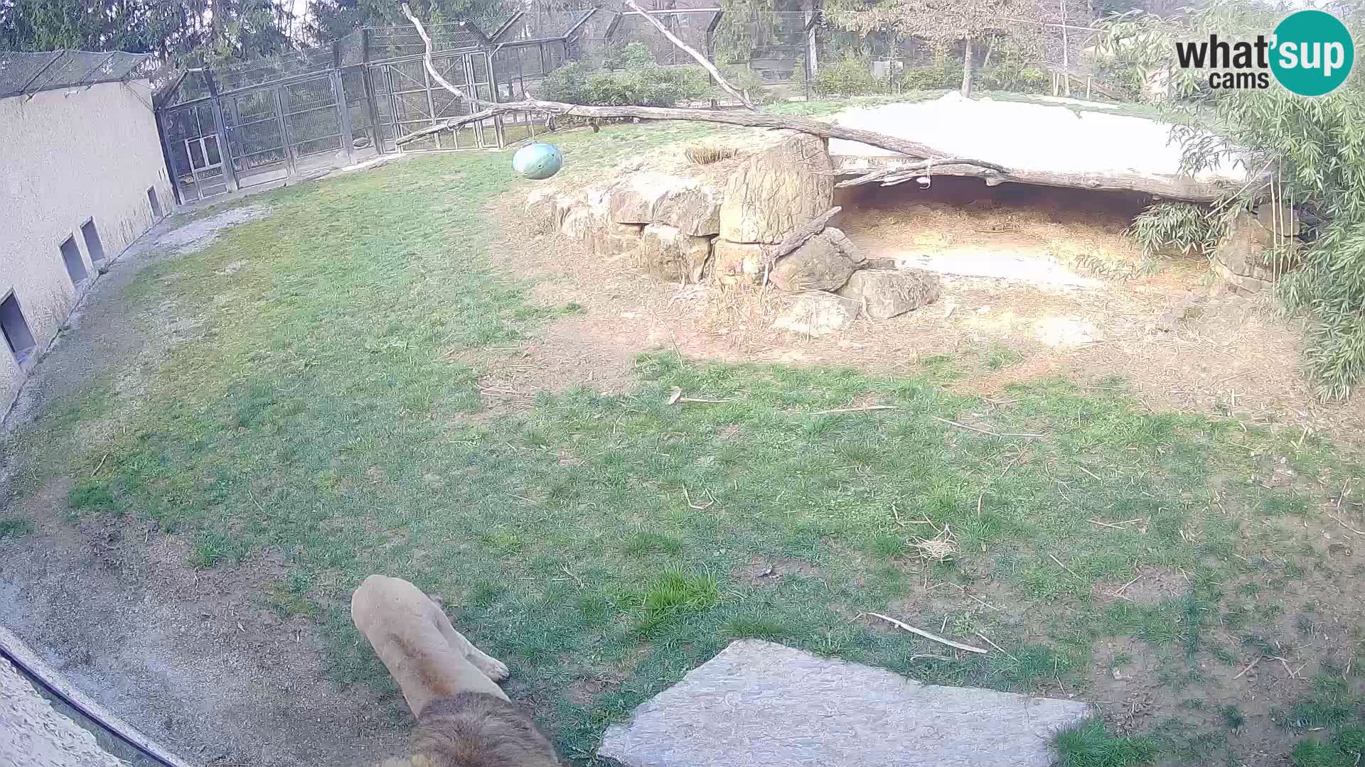 Löwe live Webcam im Zoo von Ljubljana – Slowenien