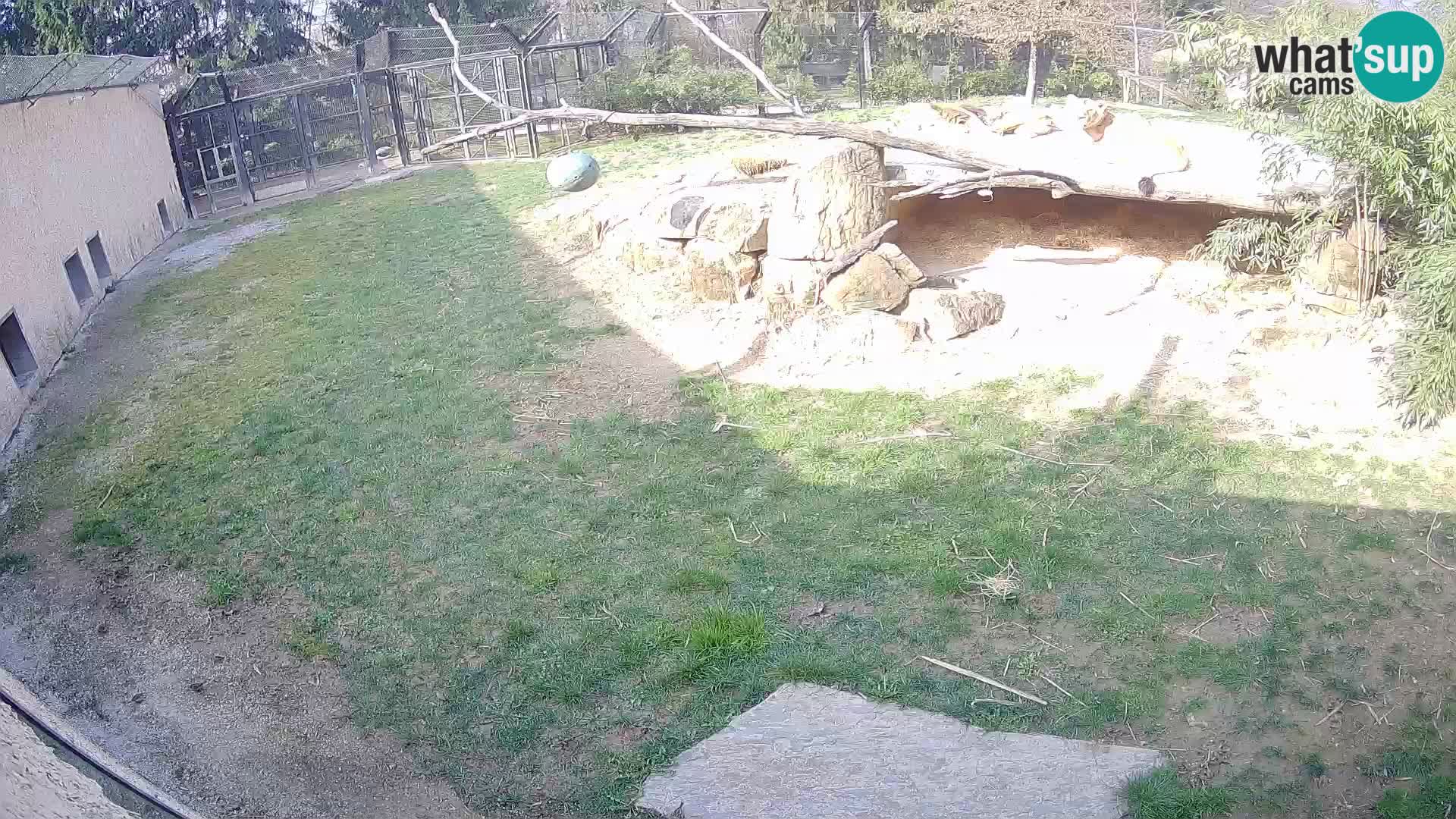 LION webcam en direct du zoo de Ljubljana – Slovénie