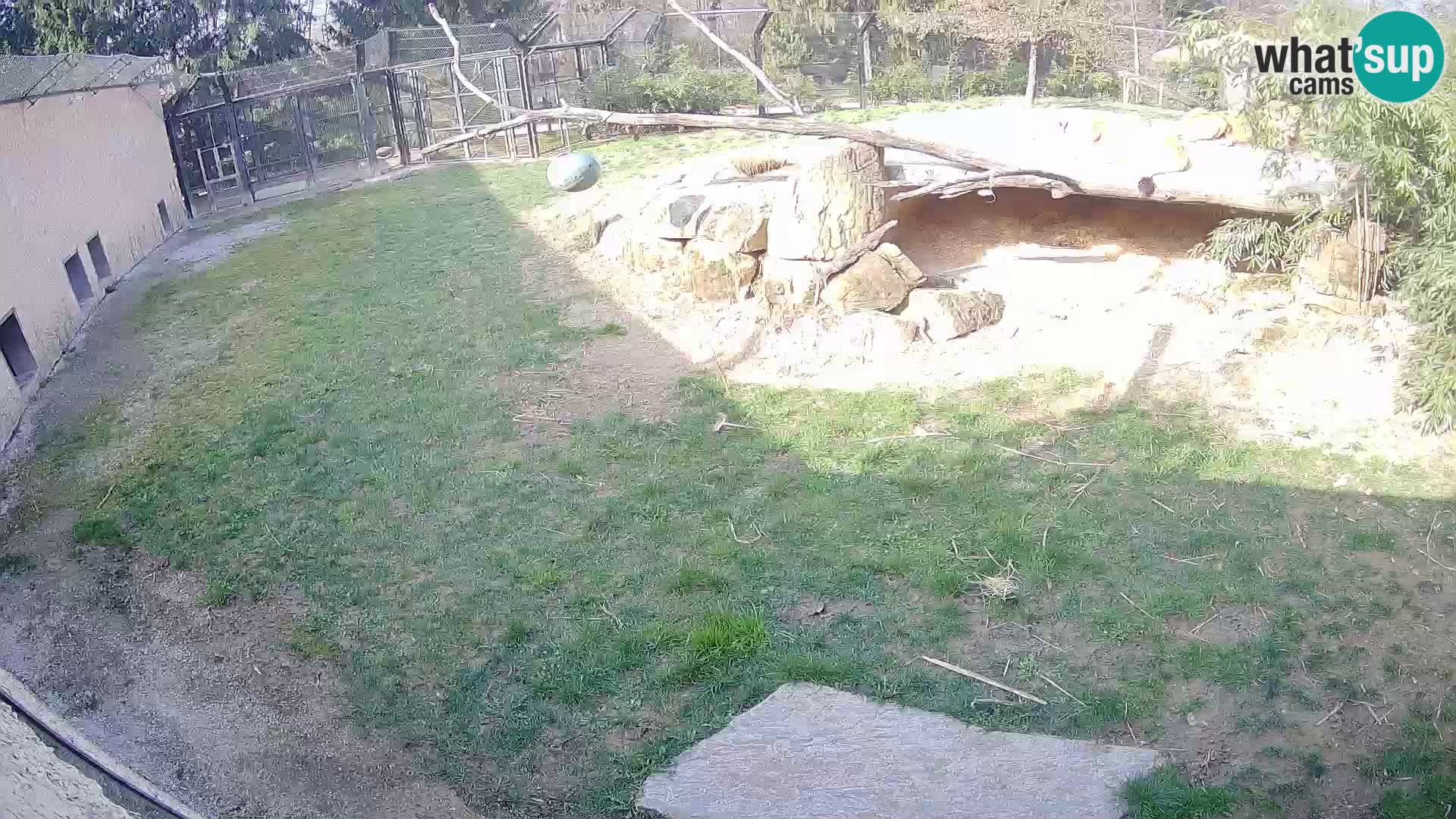 LION webcam en direct du zoo de Ljubljana – Slovénie