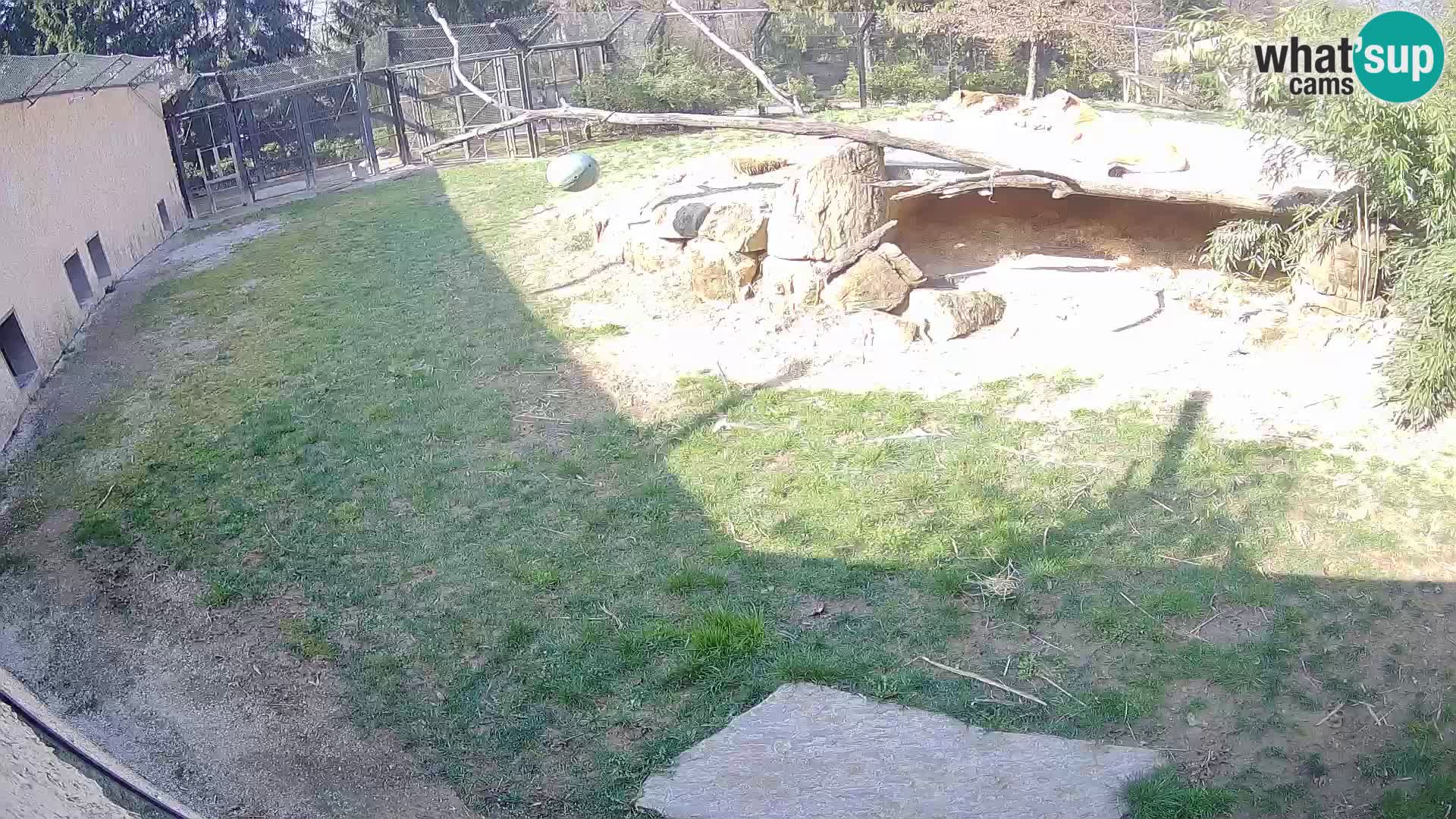 LEVI spletna kamera v živalskem vrtu Ljubljana Zoo