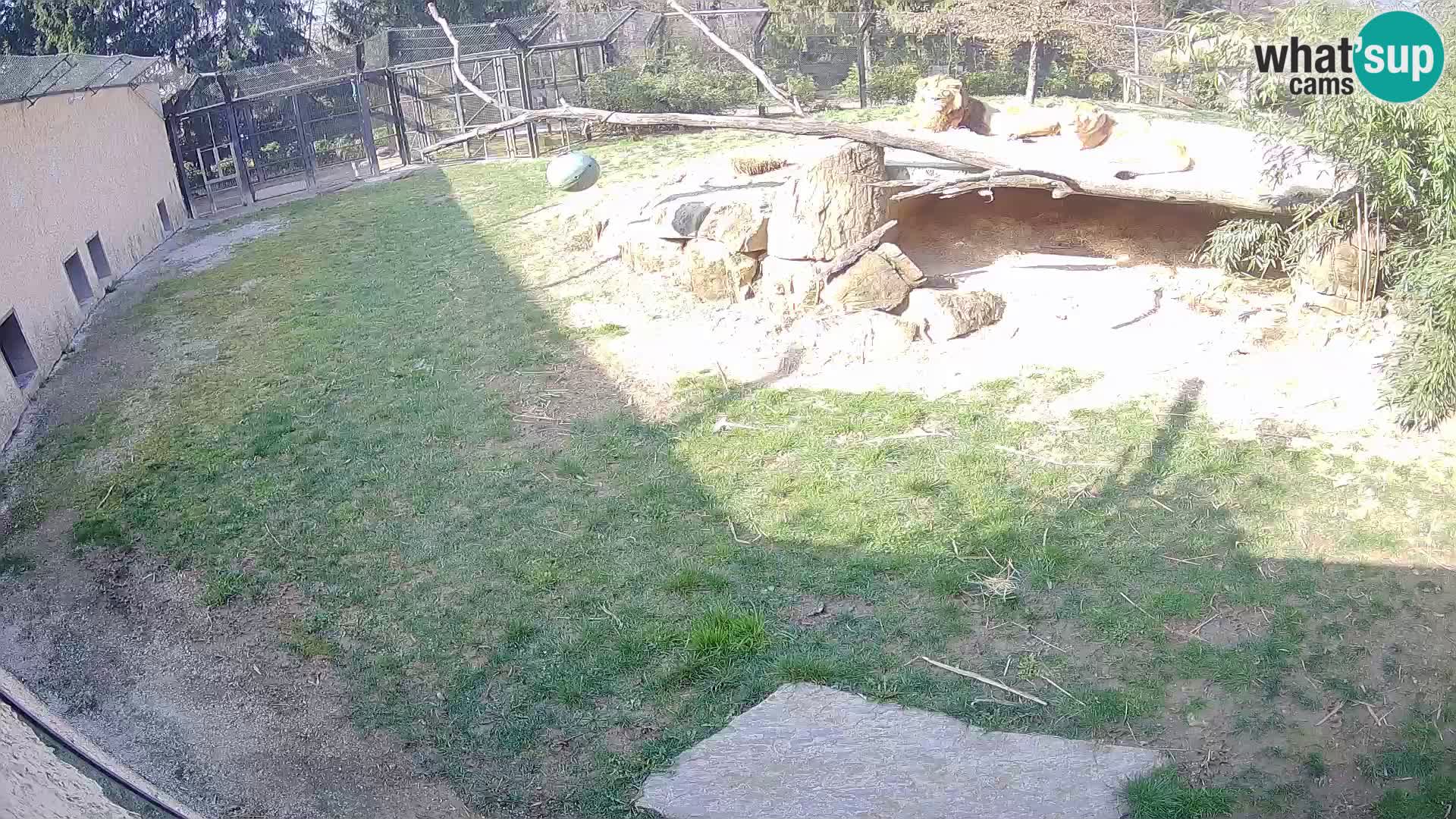 LION webcam en direct du zoo de Ljubljana – Slovénie