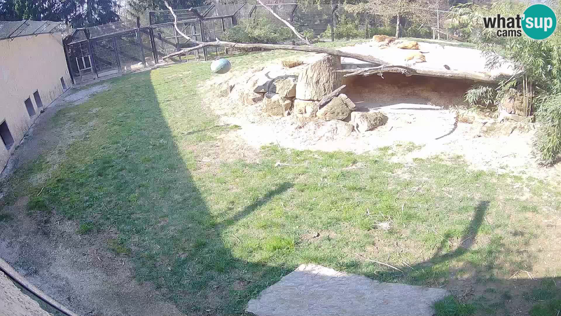 LION webcam en direct du zoo de Ljubljana – Slovénie