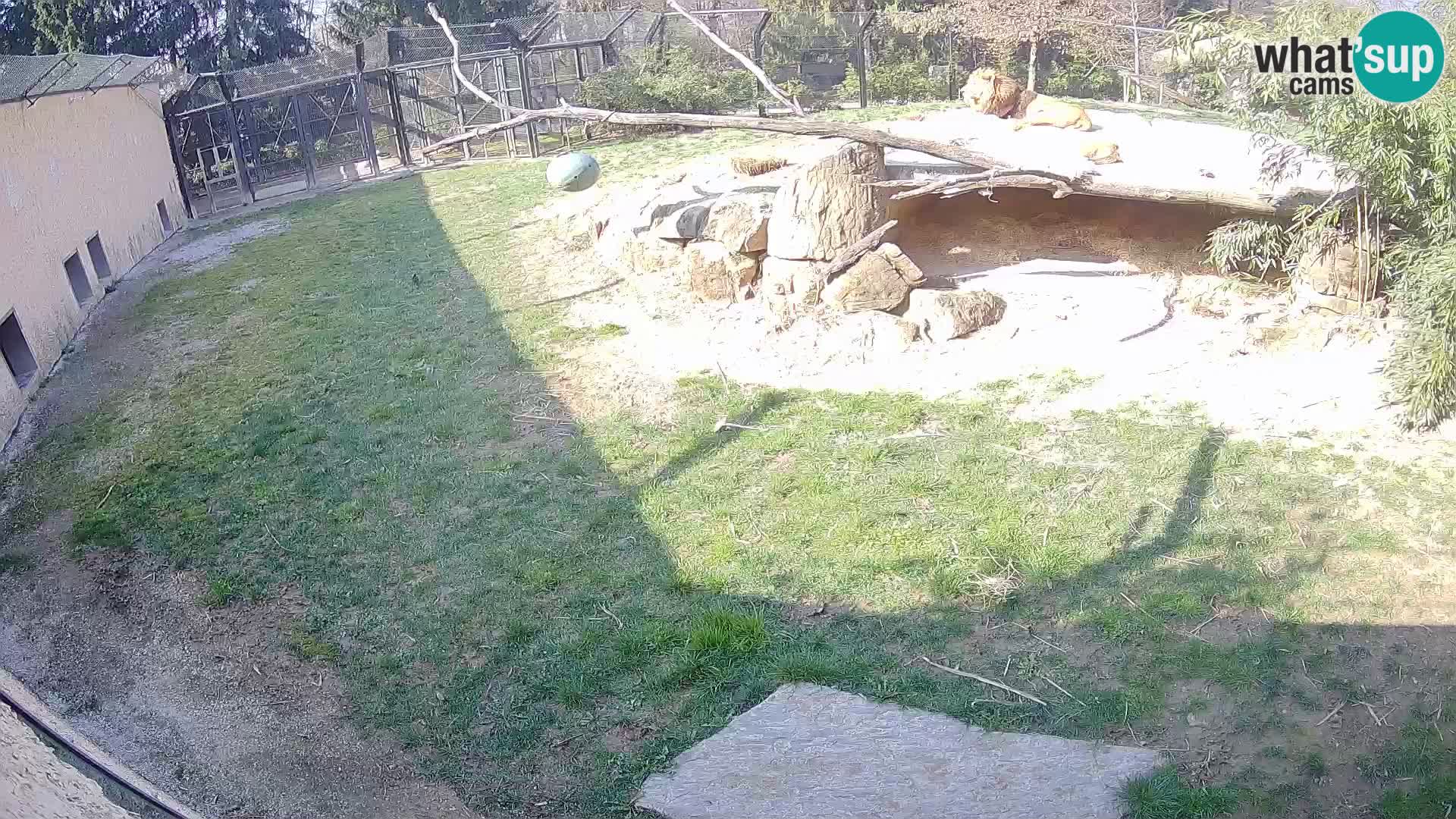 LION webcam en direct du zoo de Ljubljana – Slovénie