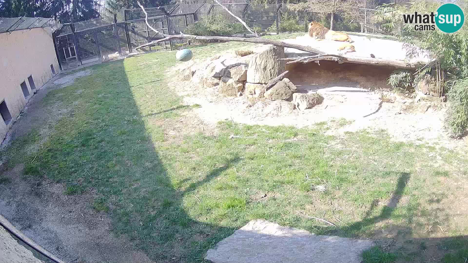 Löwe live Webcam im Zoo von Ljubljana – Slowenien