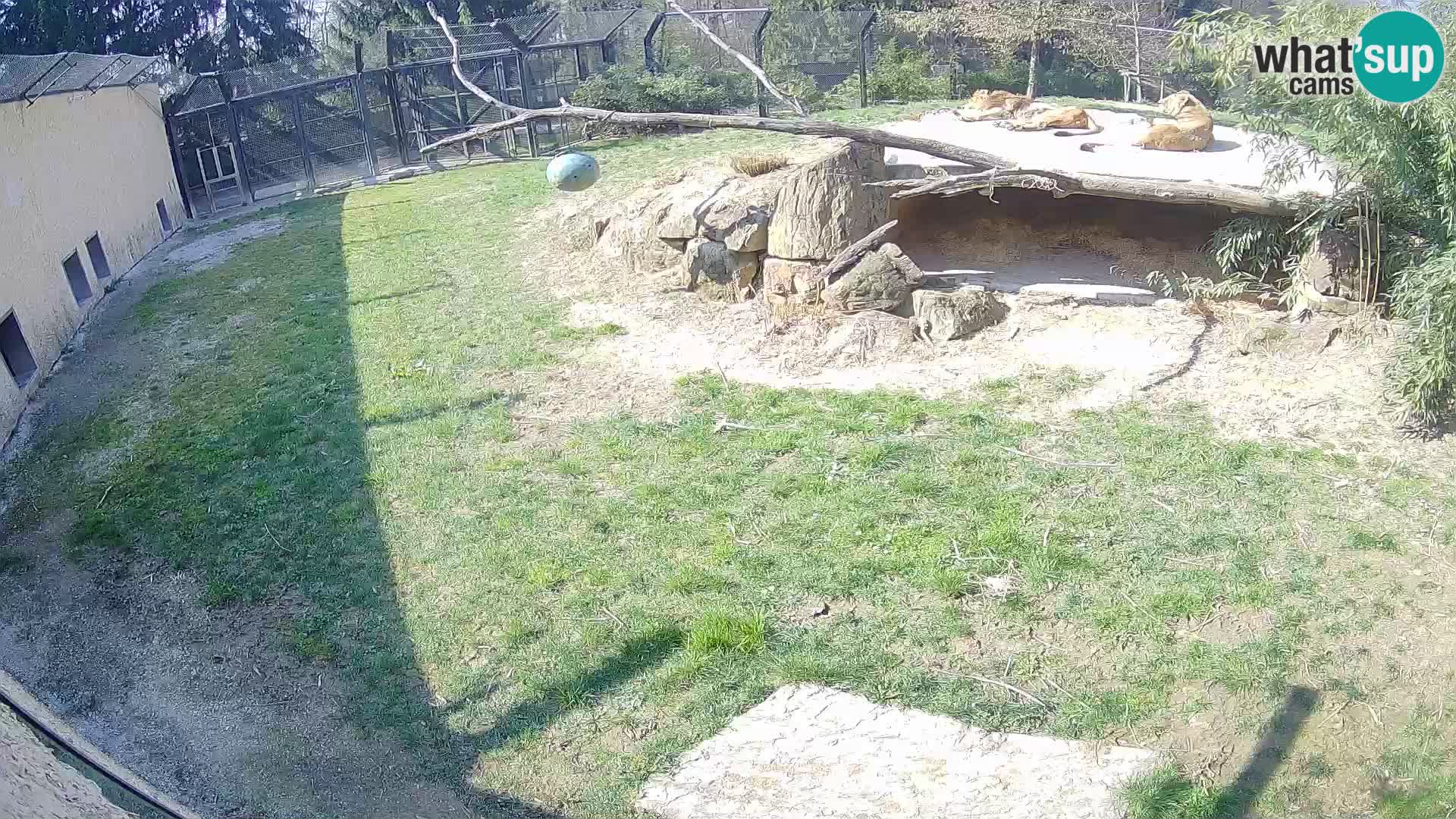 LION live Webcam in Ljubljana Zoo – Slovenia