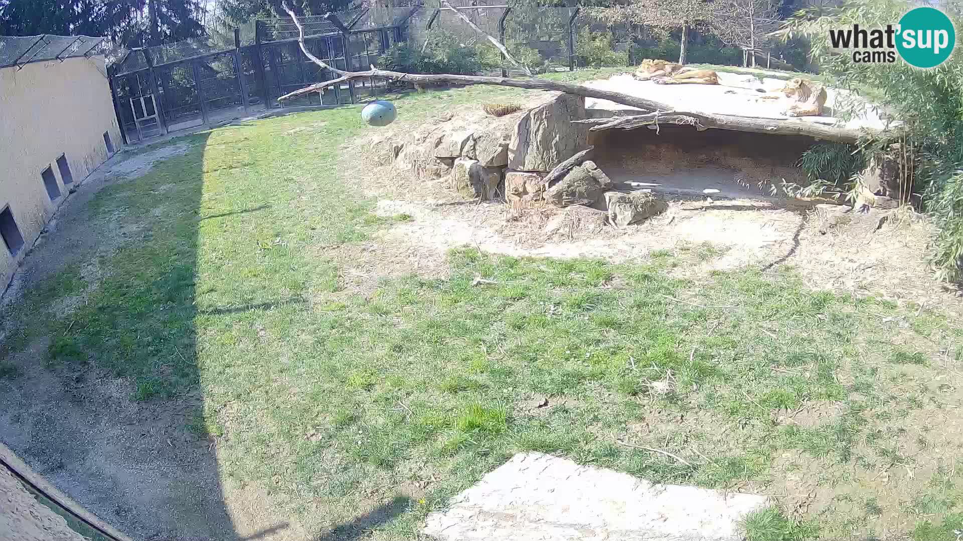 LEVI spletna kamera v živalskem vrtu Ljubljana Zoo