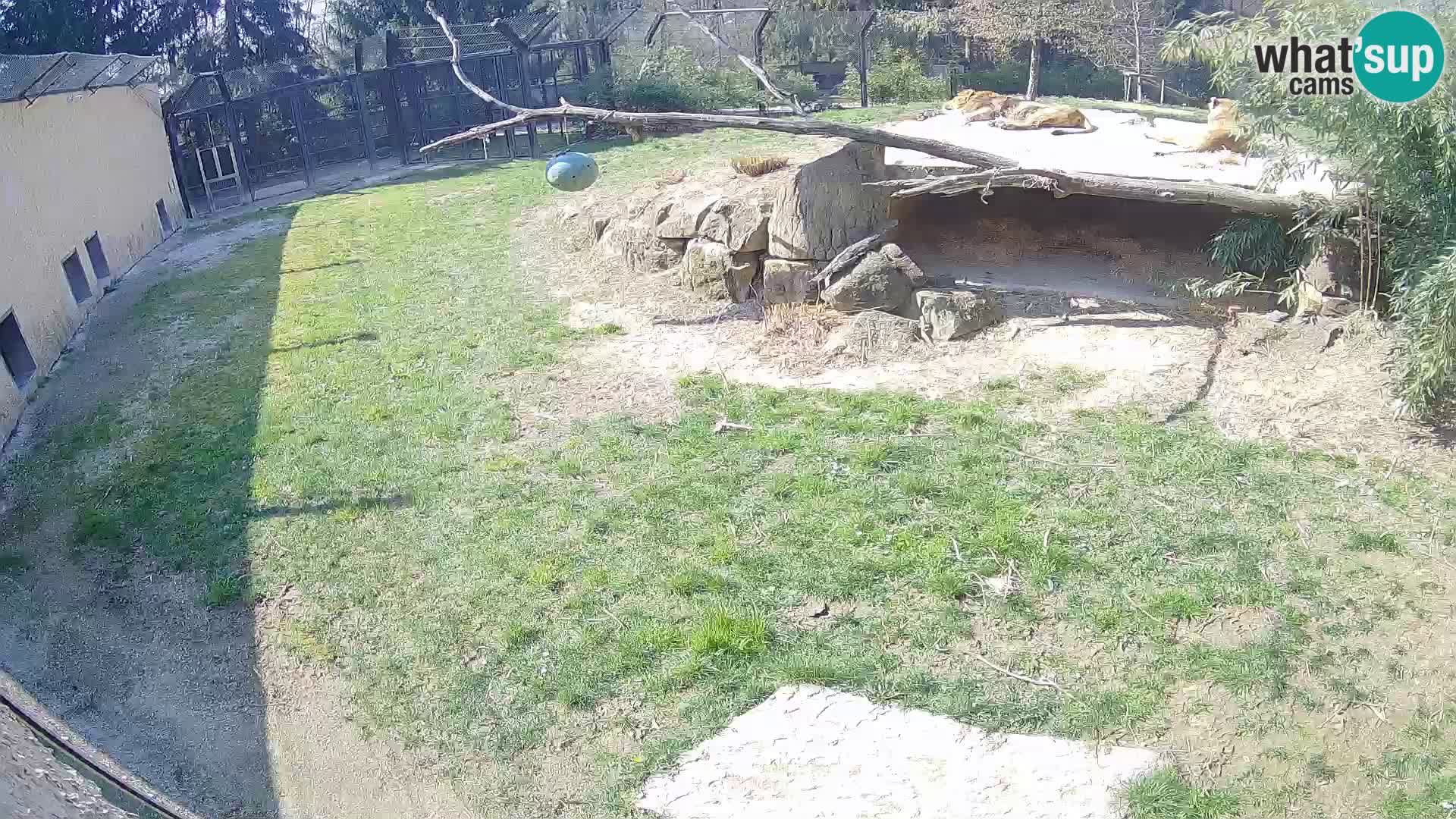 LEVI spletna kamera v živalskem vrtu Ljubljana Zoo