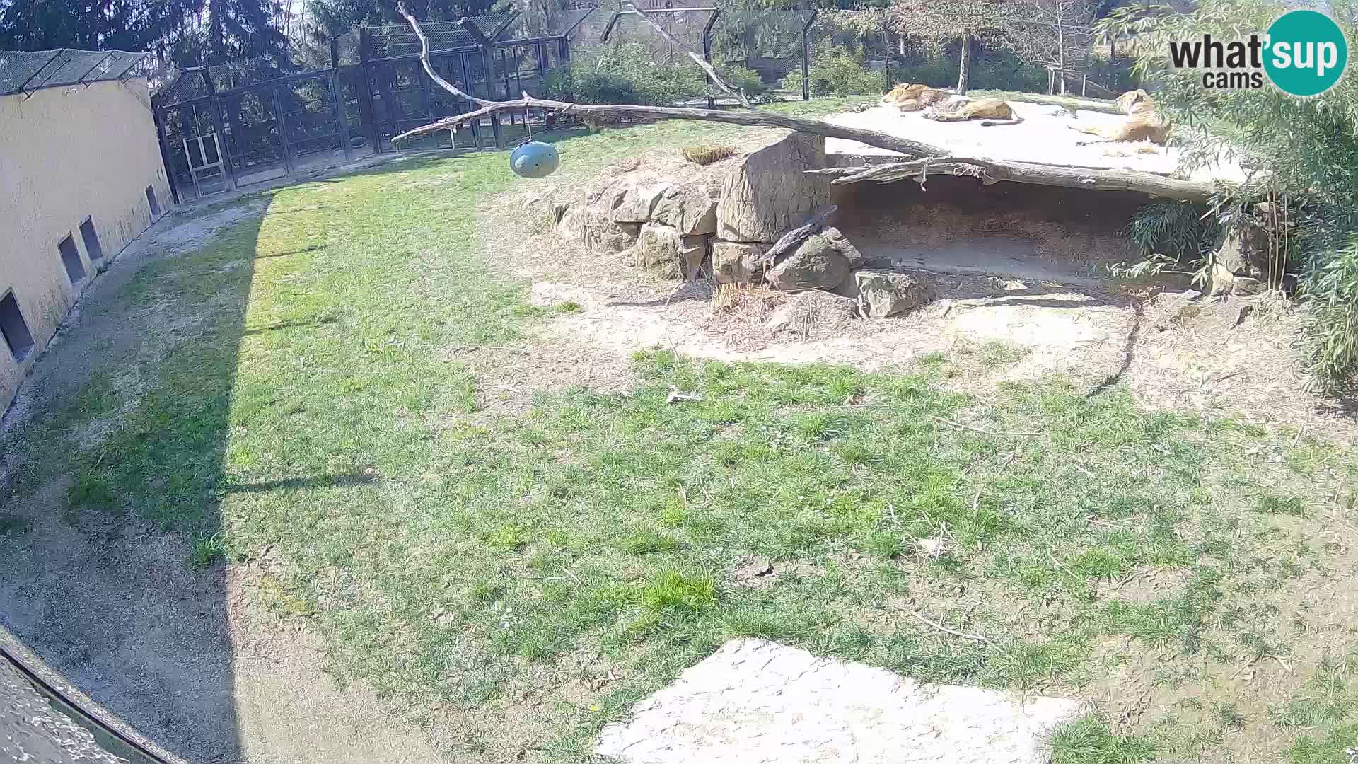 Lavovi web kamera uživo u ljubljanskom zoološkom vrtu – Slovenija