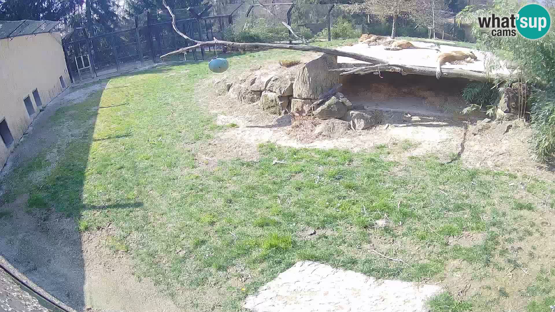 Löwe live Webcam im Zoo von Ljubljana – Slowenien