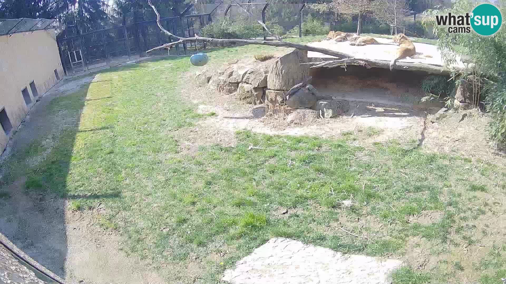 LEVI spletna kamera v živalskem vrtu Ljubljana Zoo