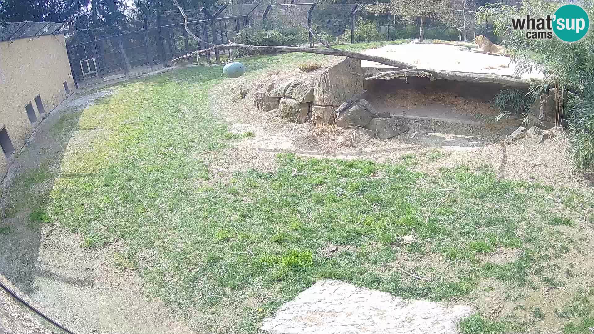 LEONE live Webcam nello zoo di Lubiana – Slovenia