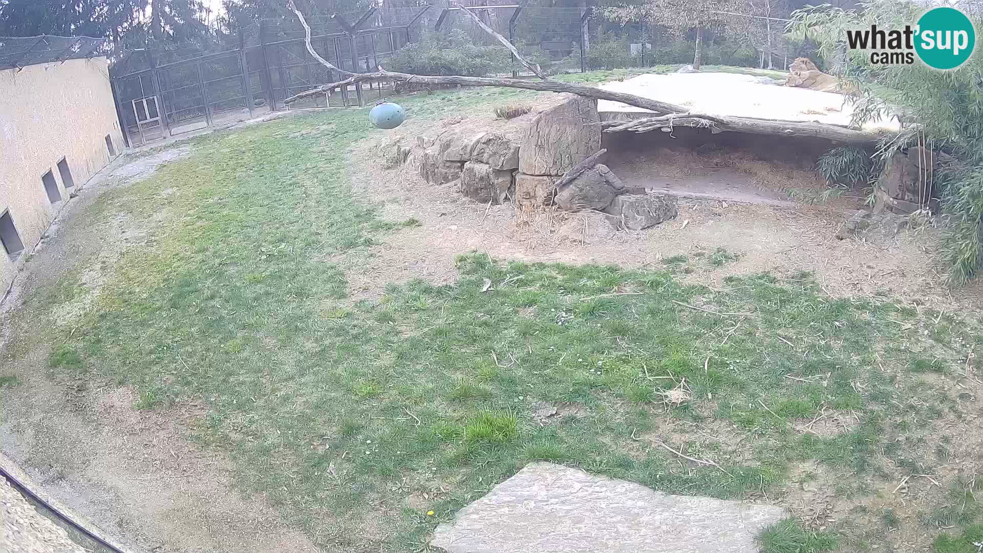 LEON Webcam en vivo en Ljubljana Zoo – Eslovenia