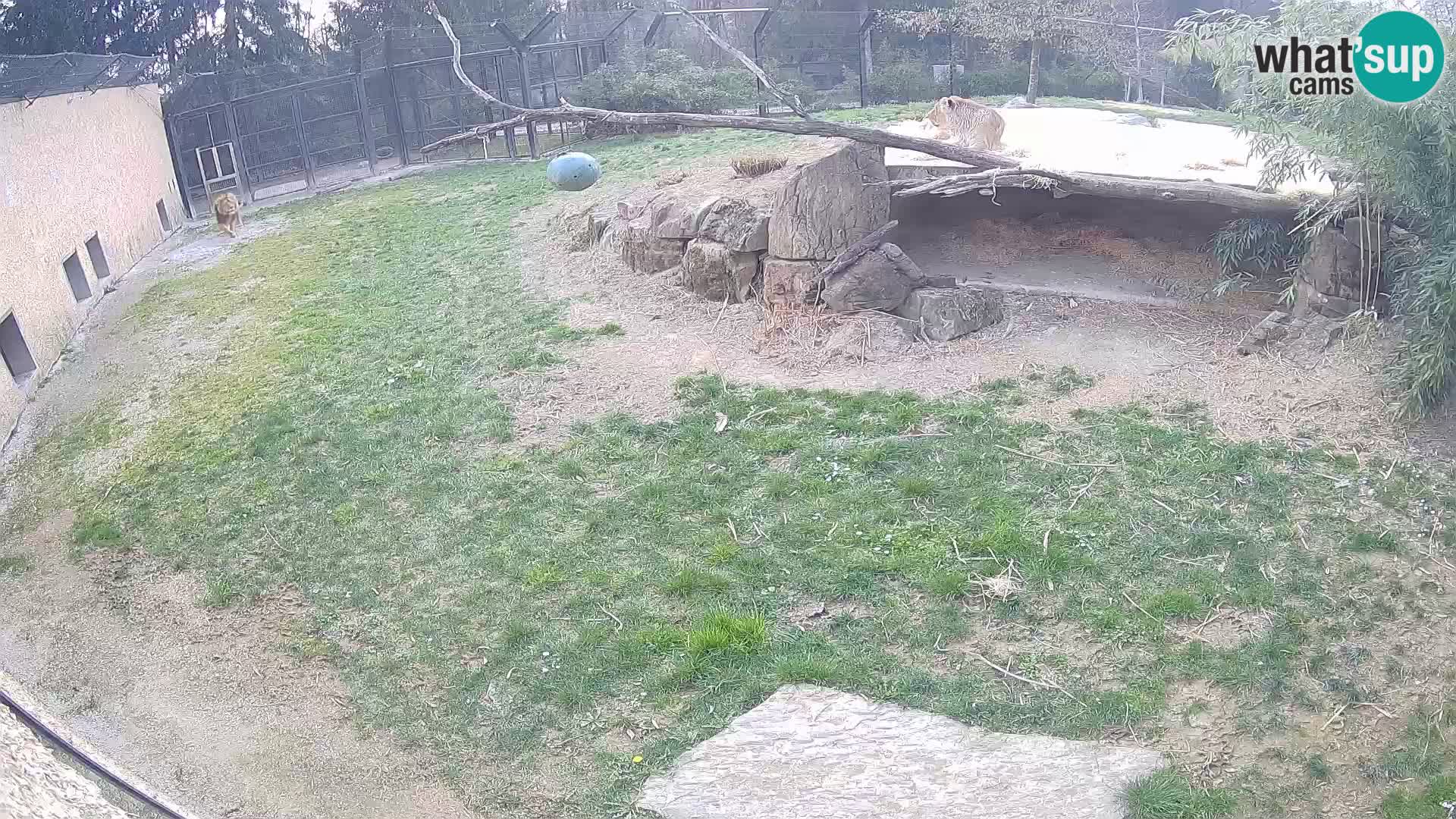 LEONE live Webcam nello zoo di Lubiana – Slovenia